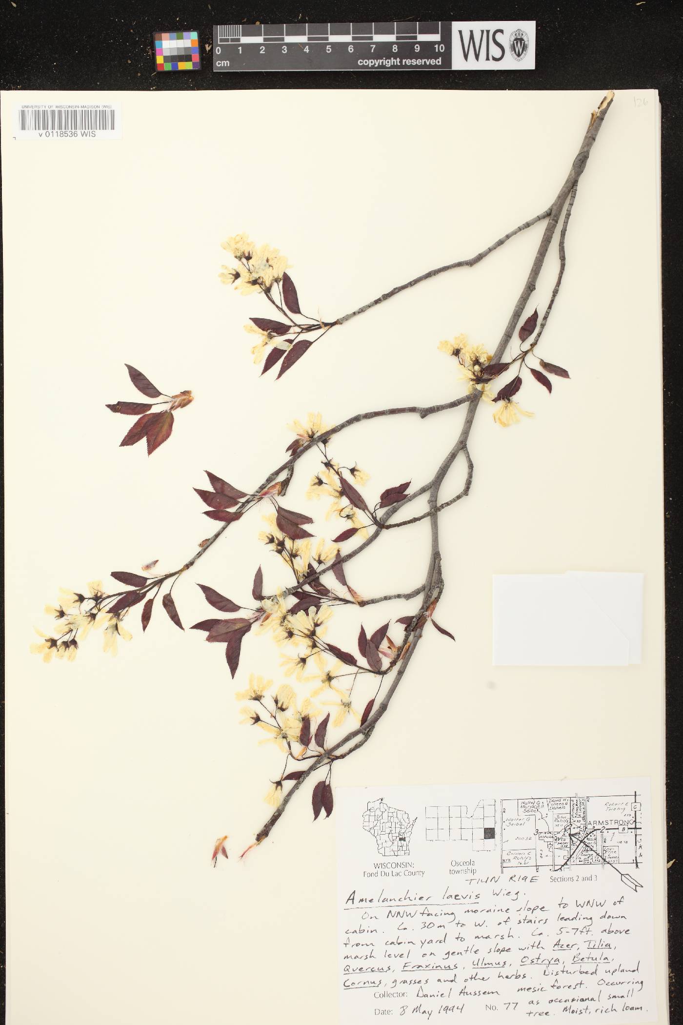 Amelanchier laevis image