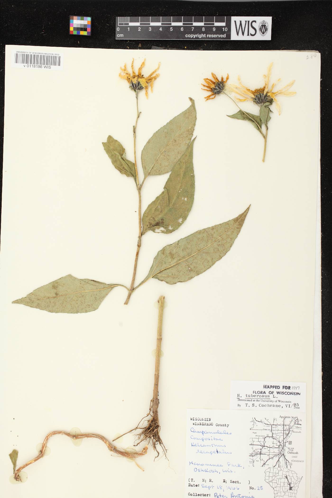 Helianthus tuberosus image
