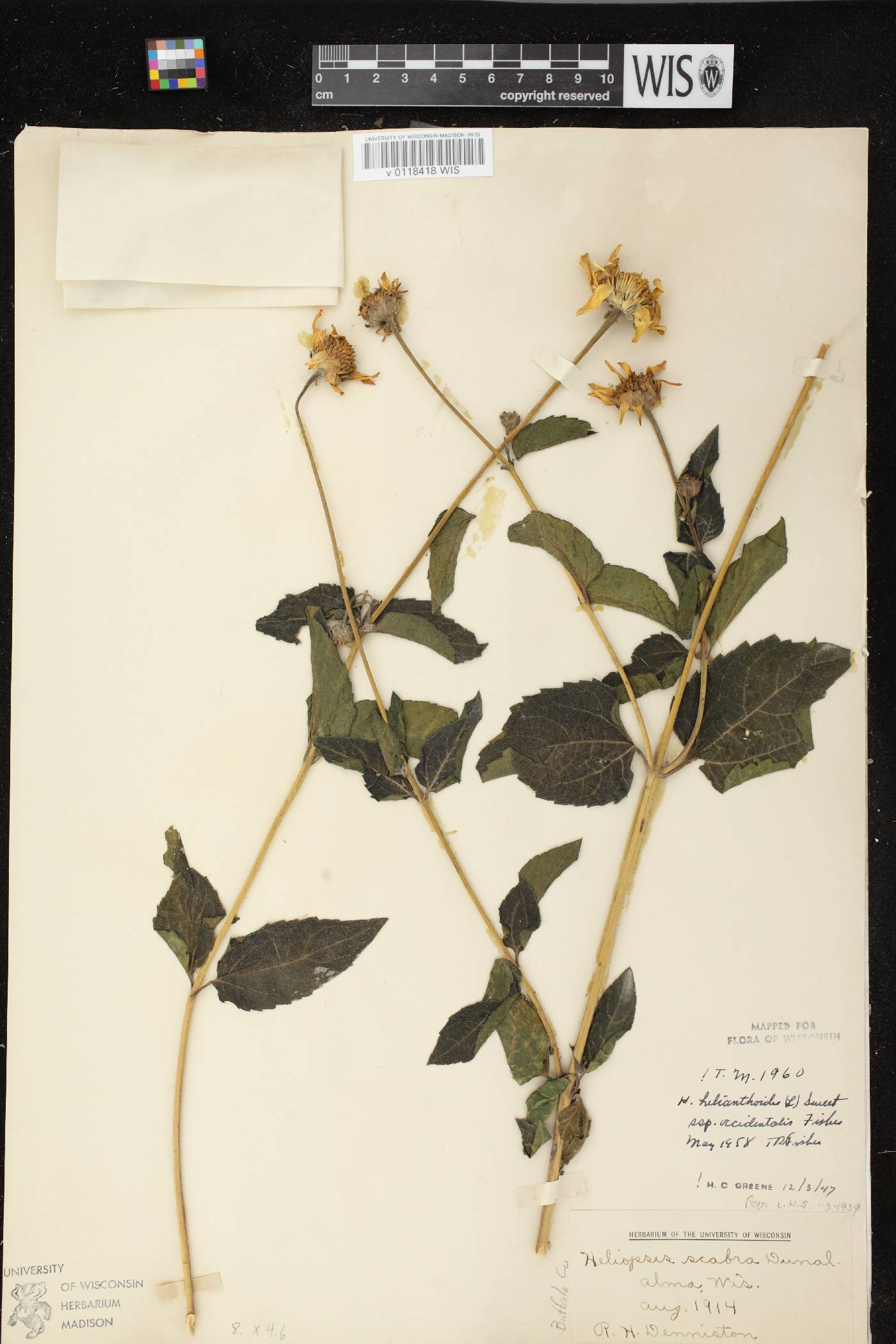 Heliopsis helianthoides var. scabra image