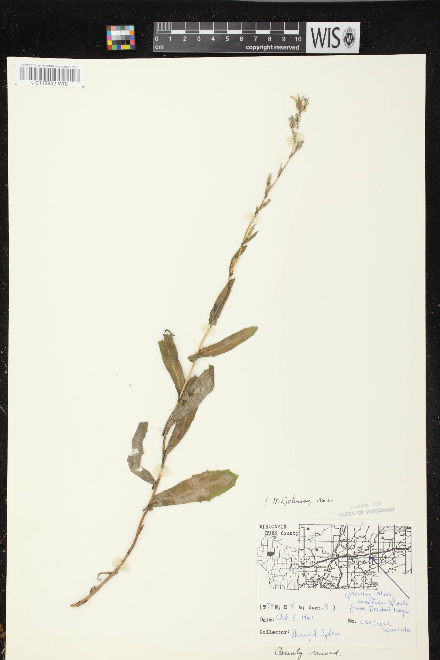 Lactuca serriola image