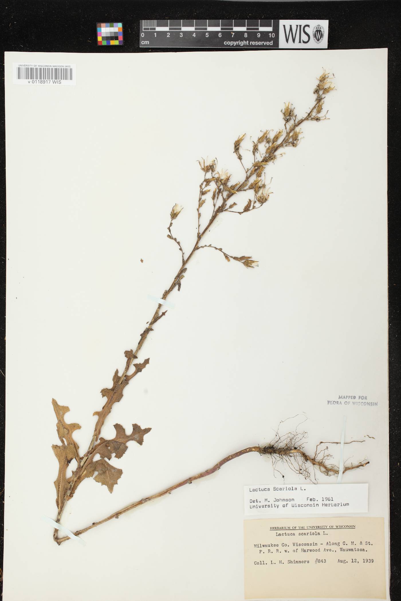 Lactuca serriola image