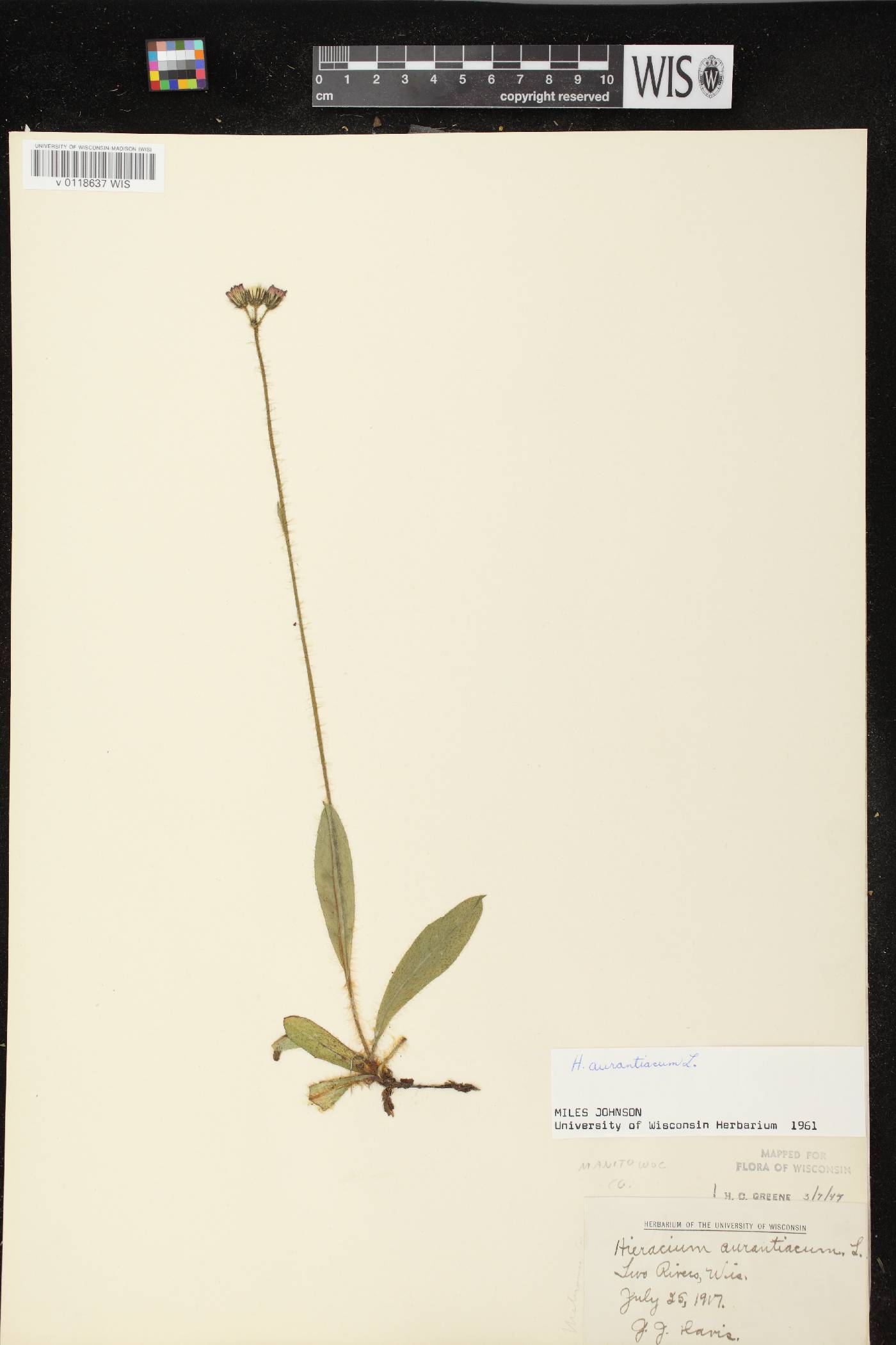Hieracium aurantiacum image