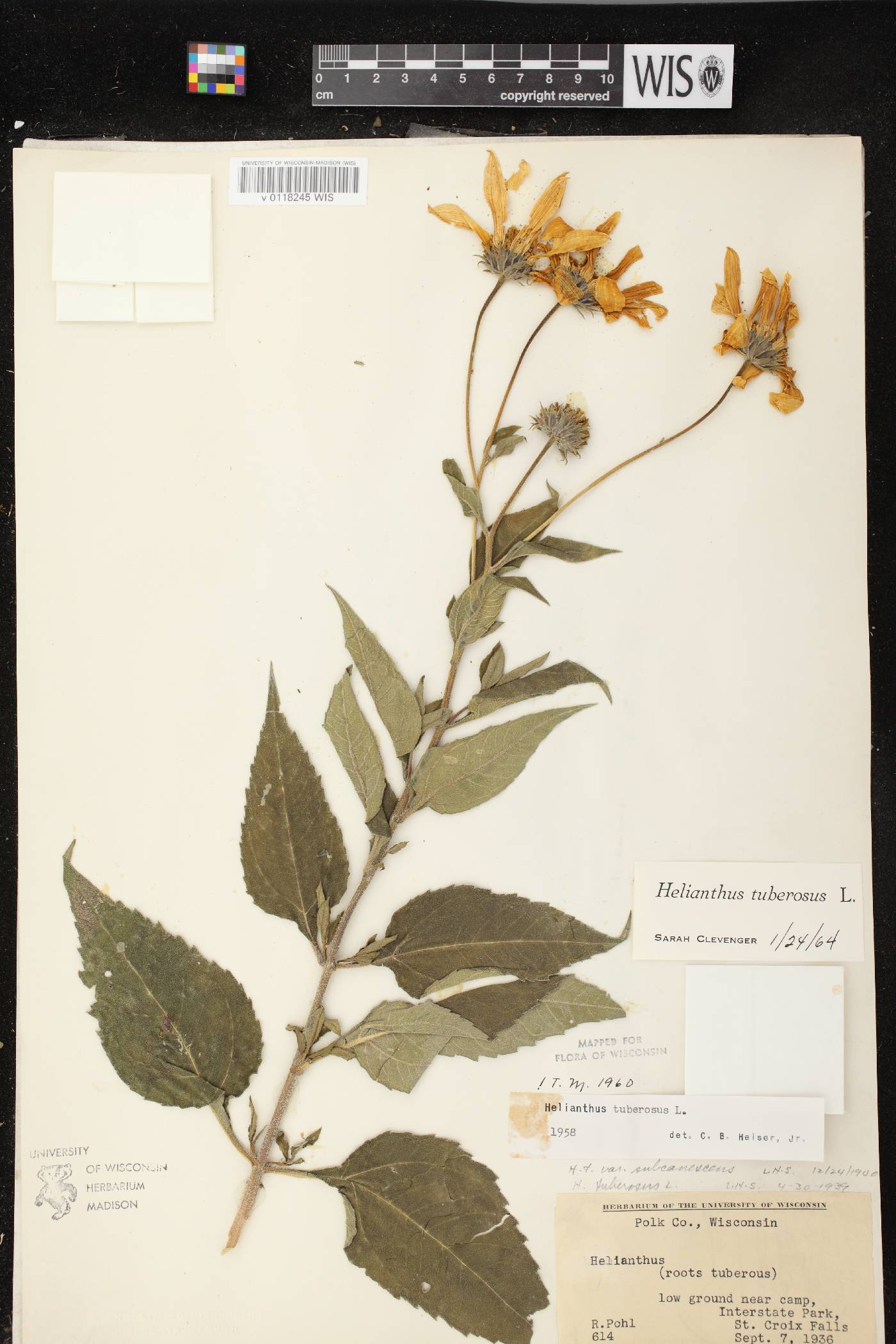 Helianthus tuberosus image