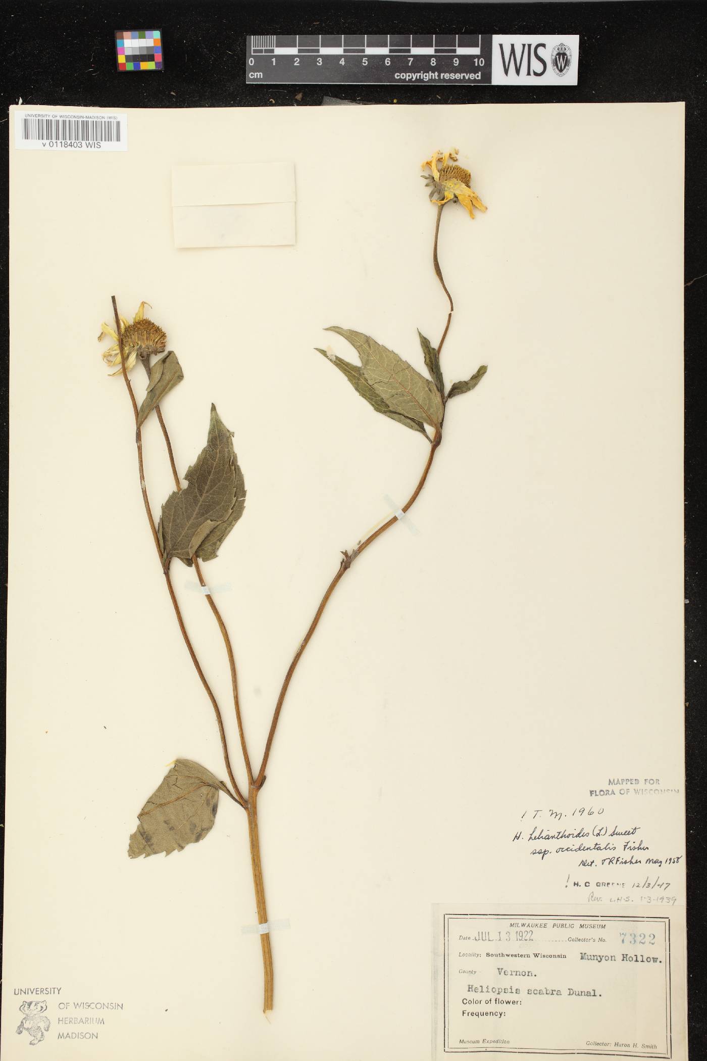 Heliopsis helianthoides image