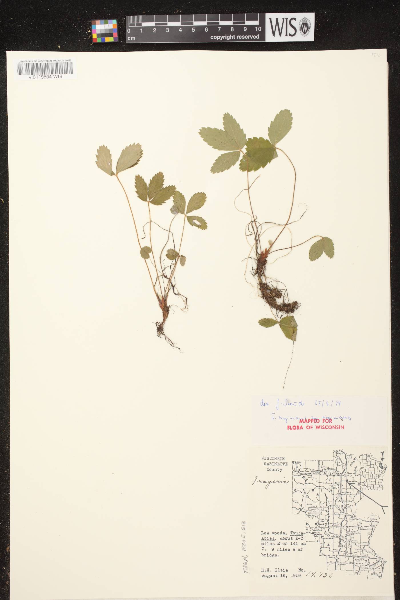 Fragaria virginiana image