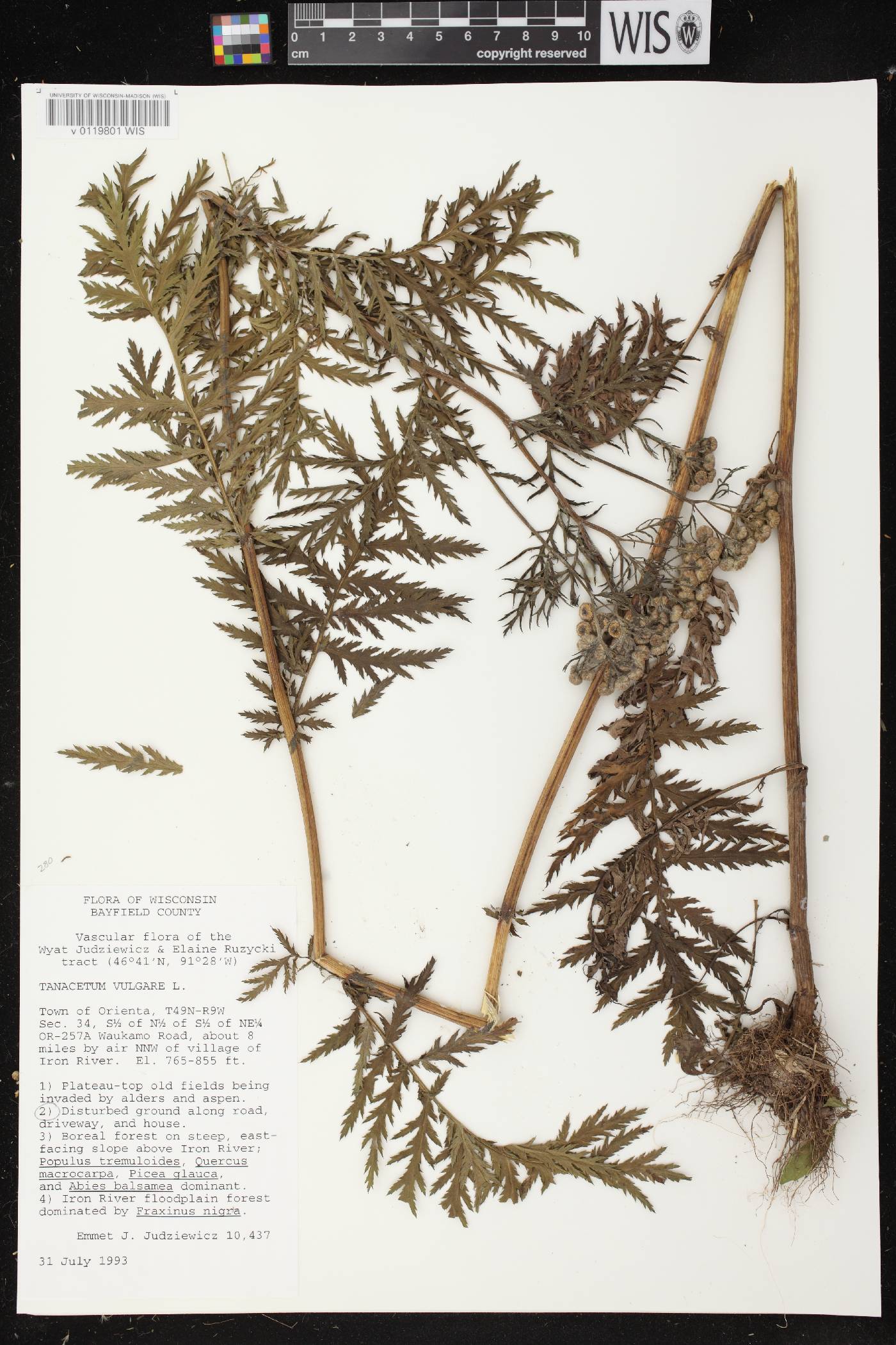 Tanacetum vulgare image