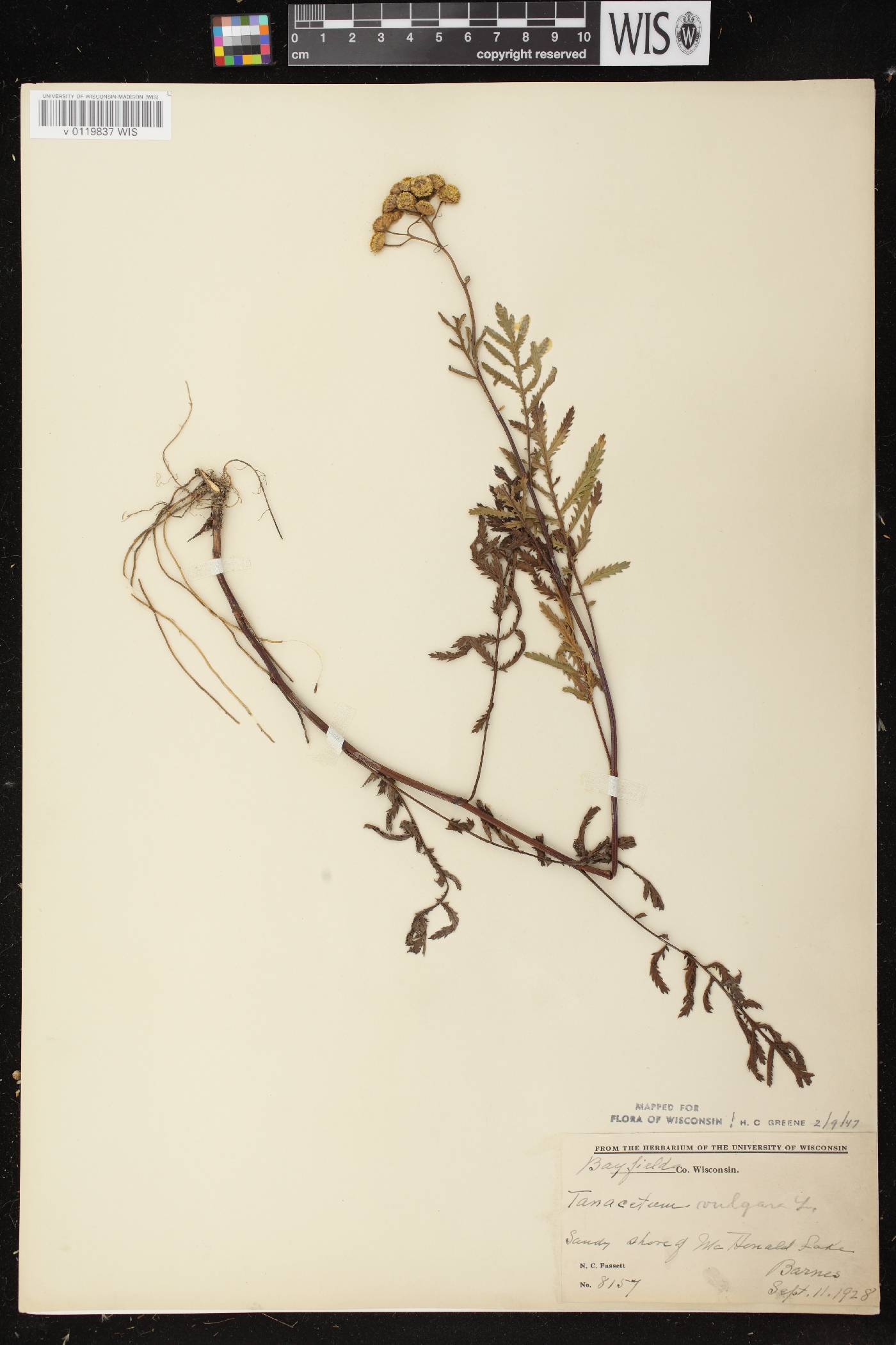 Tanacetum vulgare image