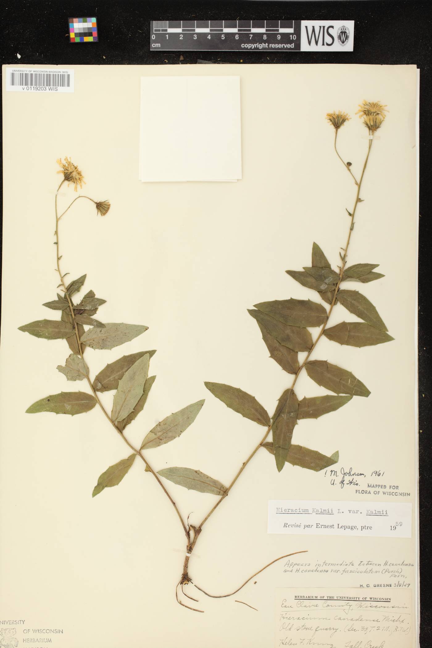 Hieracium umbellatum image