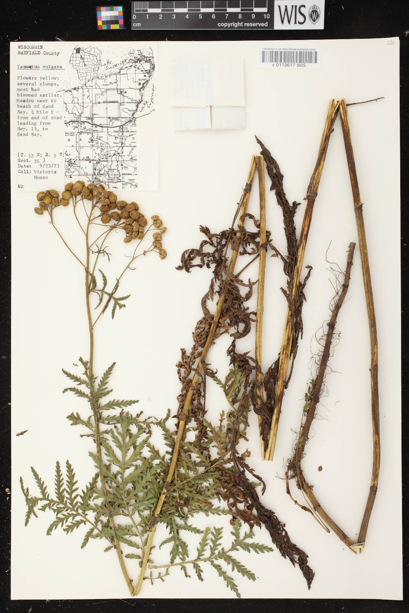 Tanacetum vulgare image