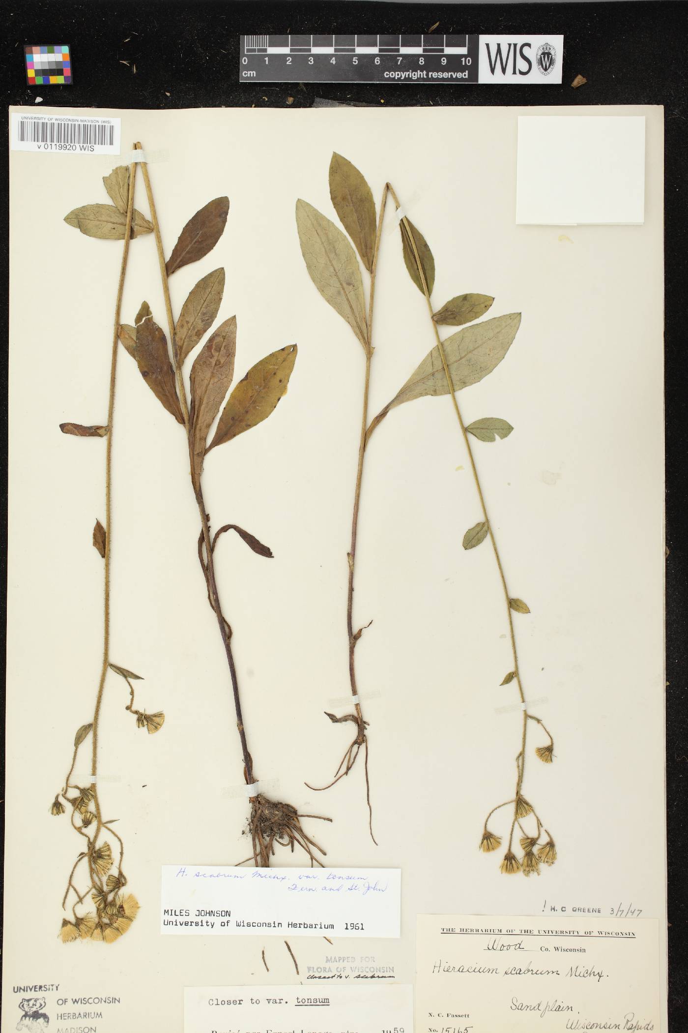 Hieracium scabrum image