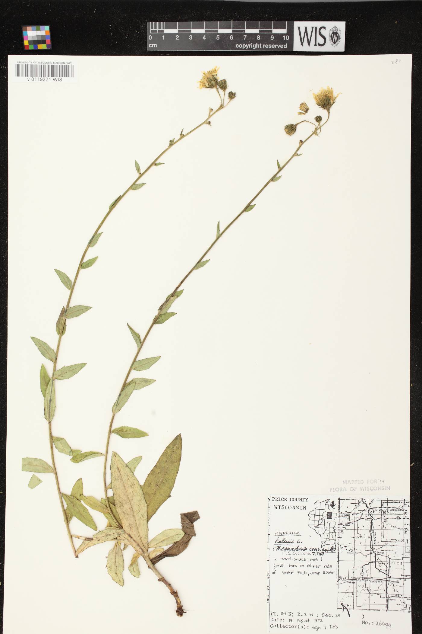 Hieracium umbellatum image