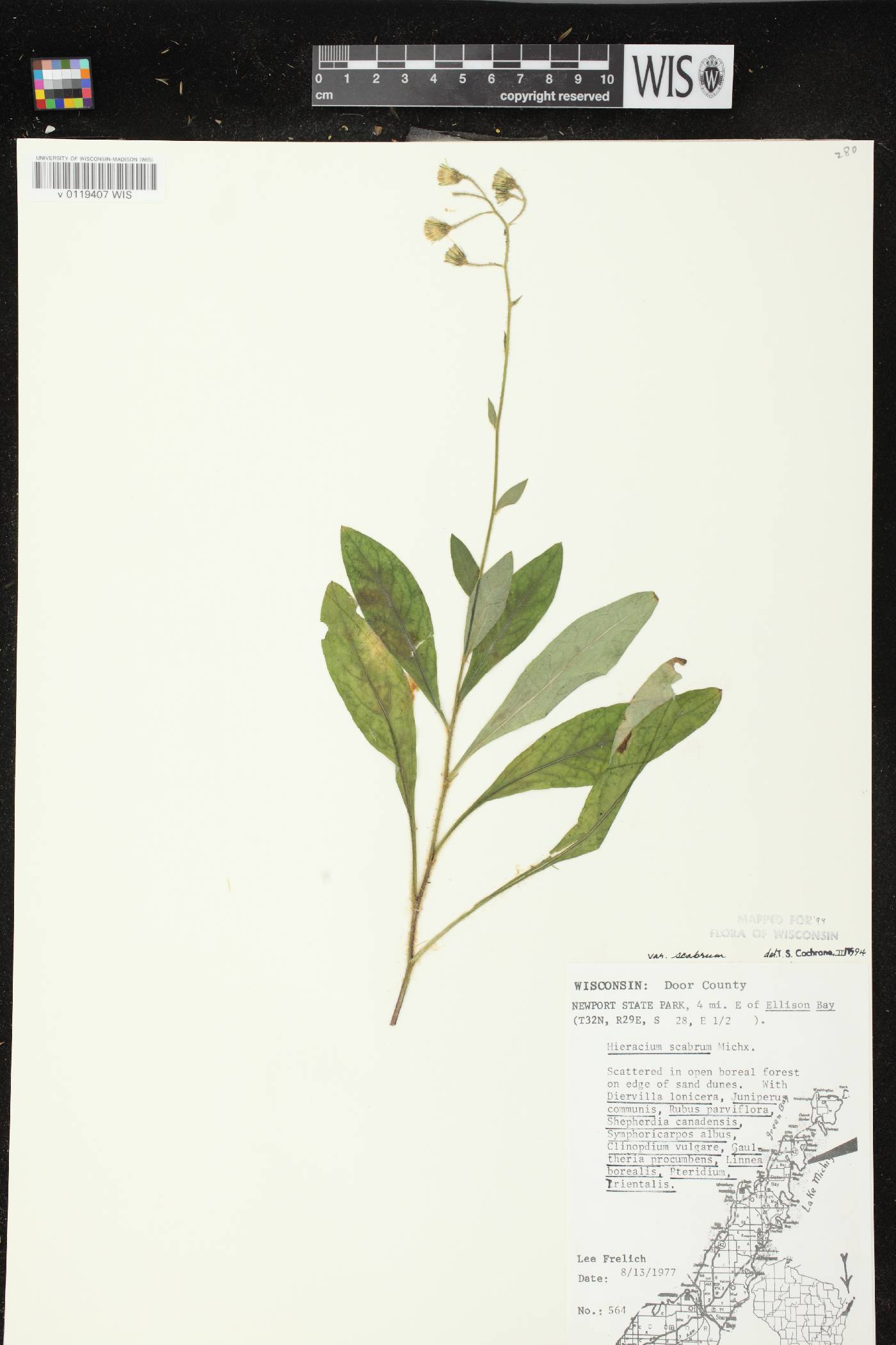 Hieracium scabrum image