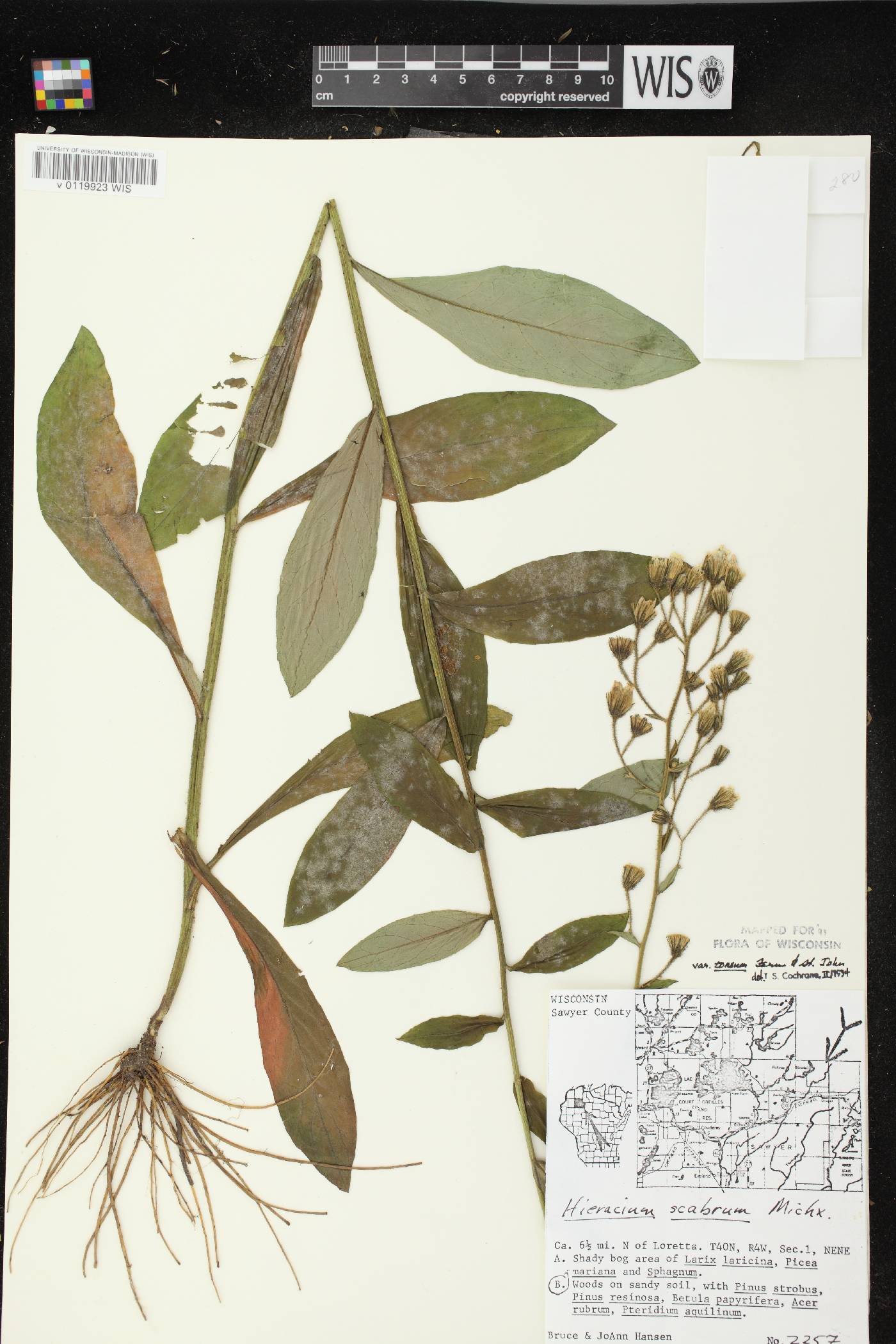 Hieracium scabrum image