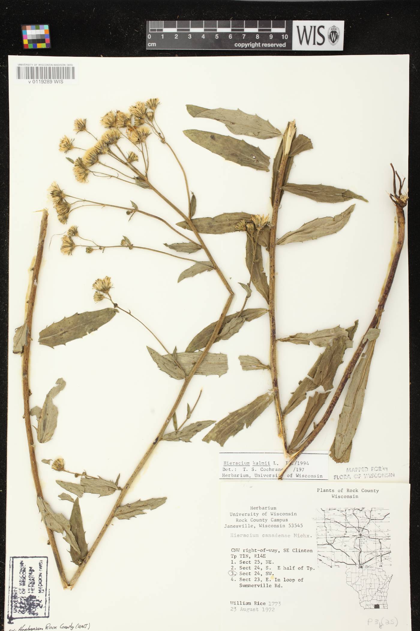 Hieracium umbellatum image