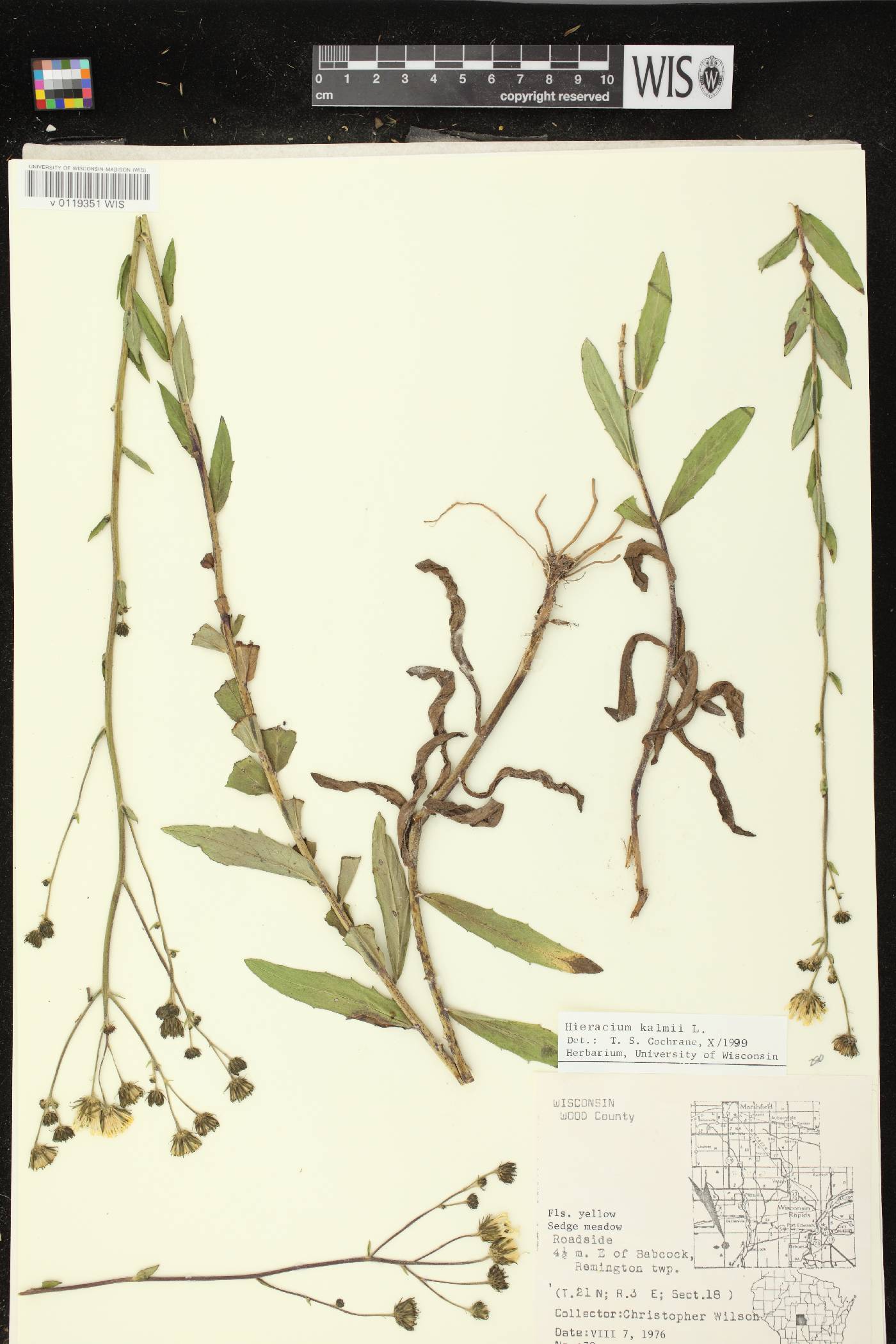 Hieracium umbellatum image