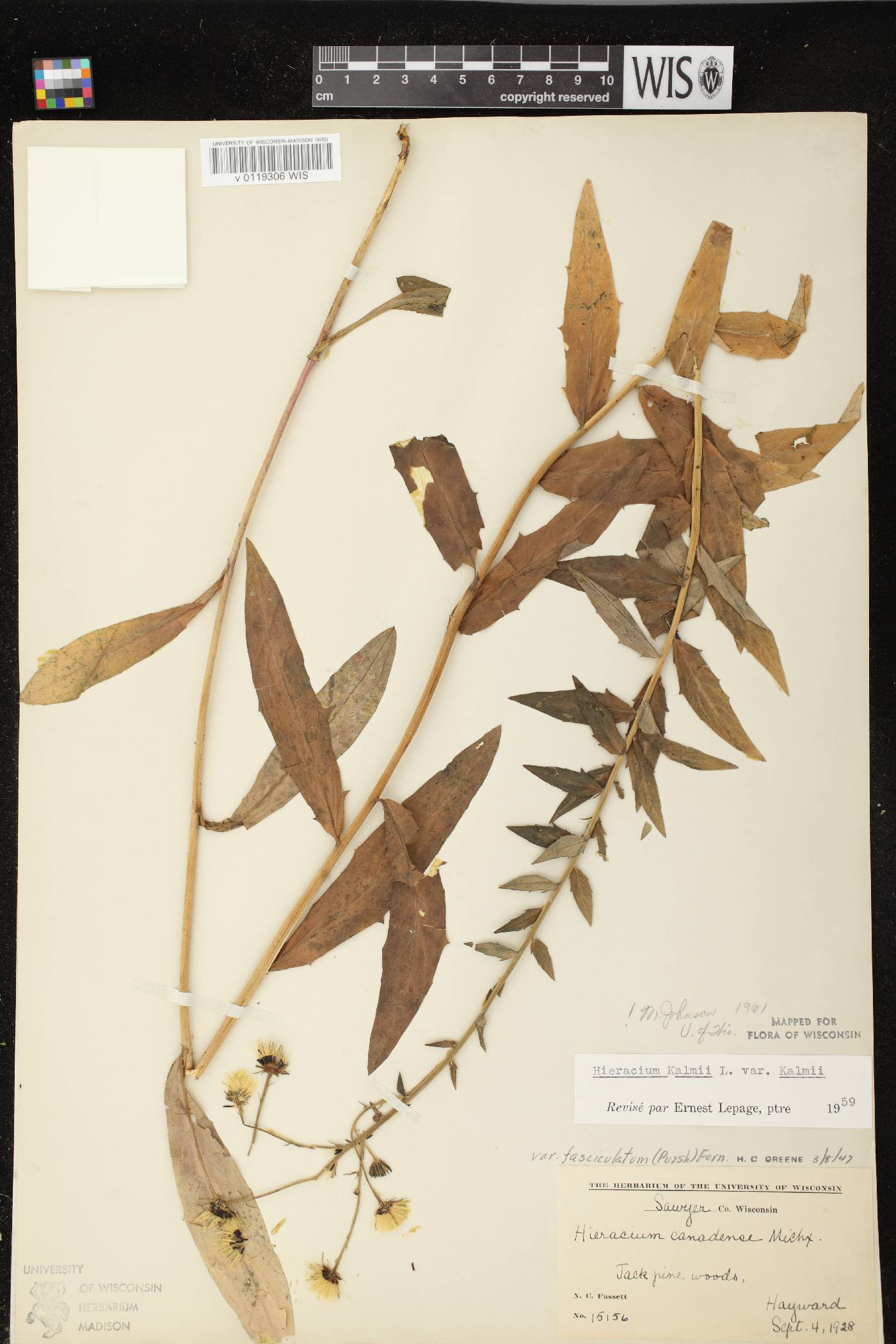 Hieracium umbellatum image