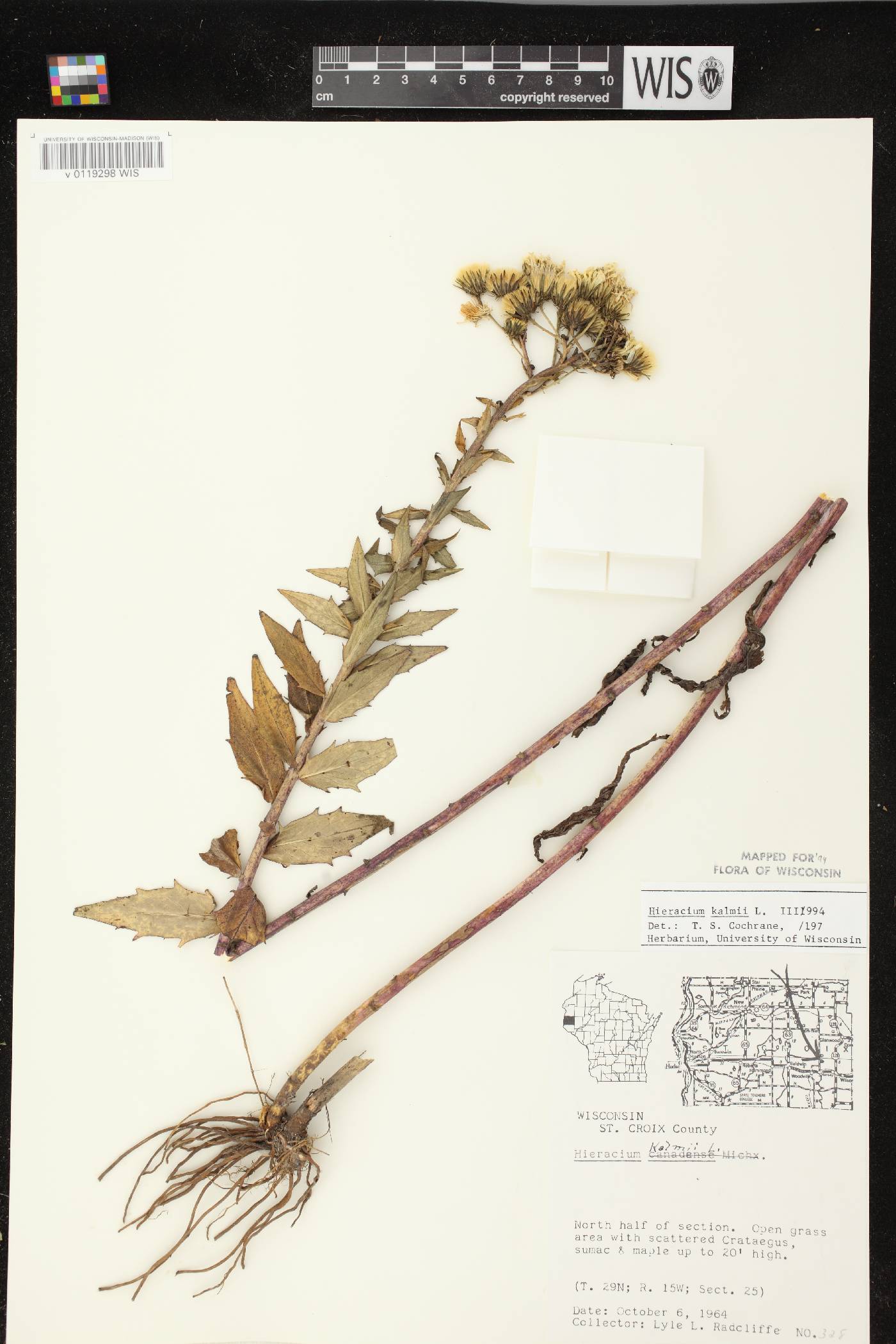 Hieracium umbellatum image