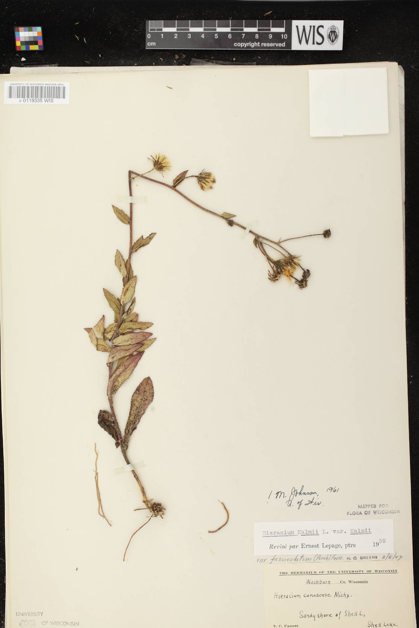 Hieracium umbellatum image