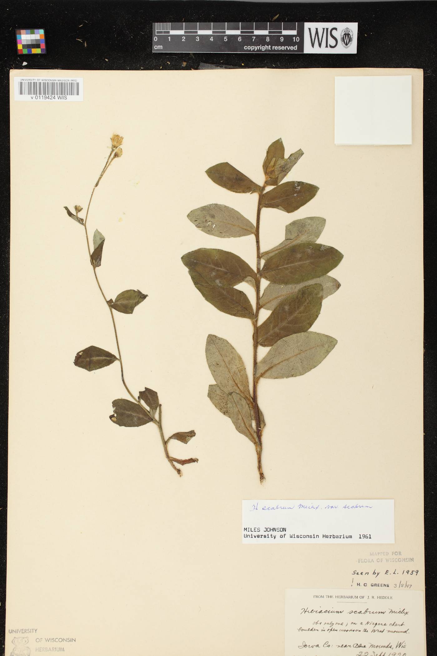 Hieracium scabrum image