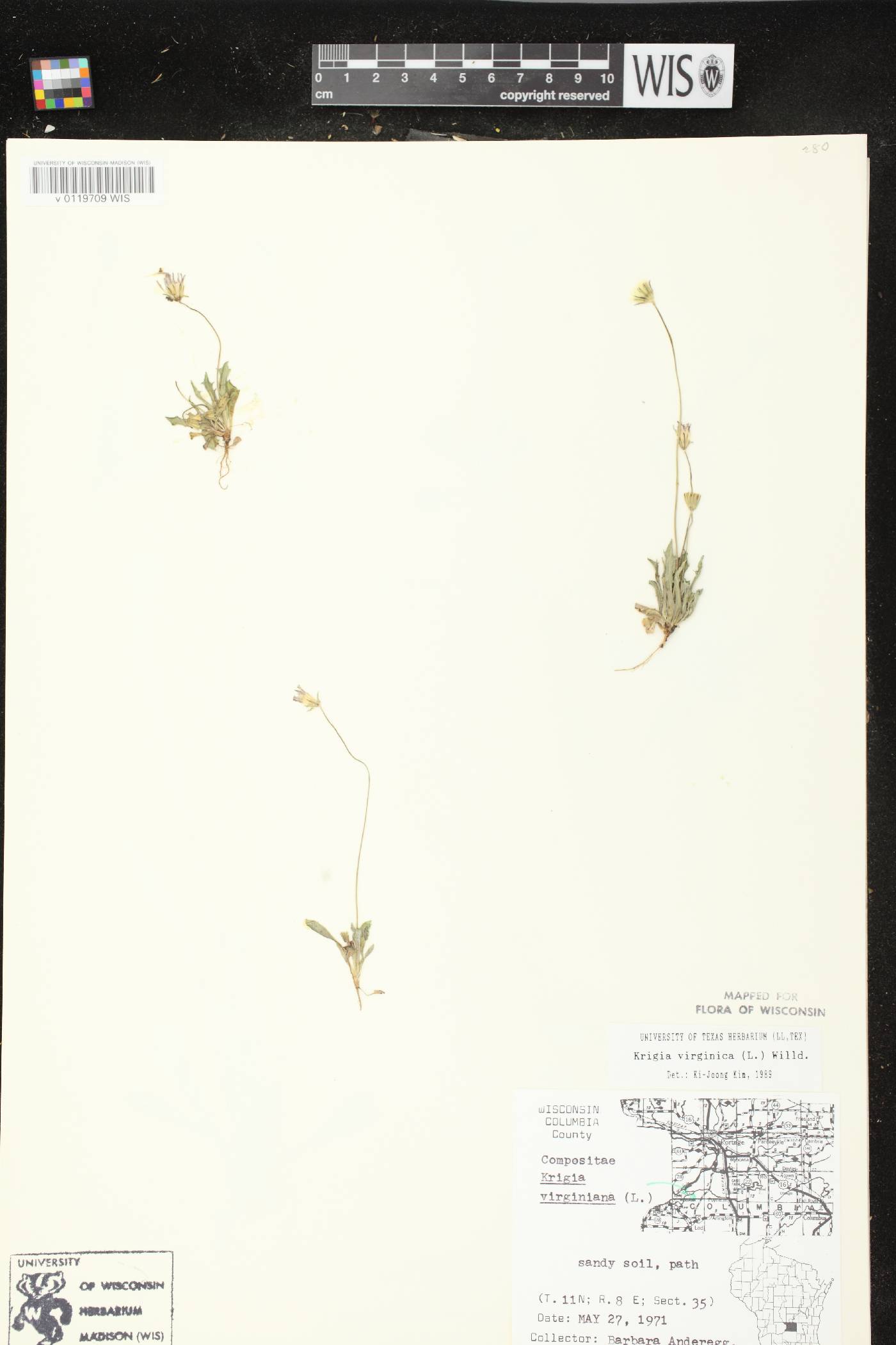 Krigia virginica image