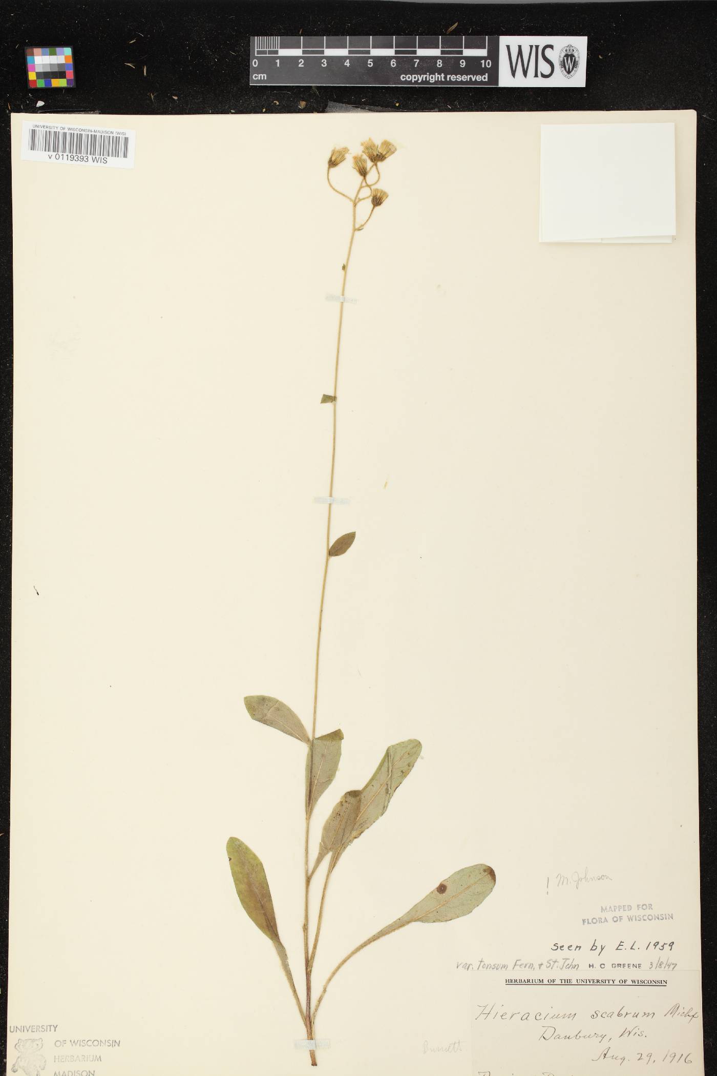 Hieracium scabrum image