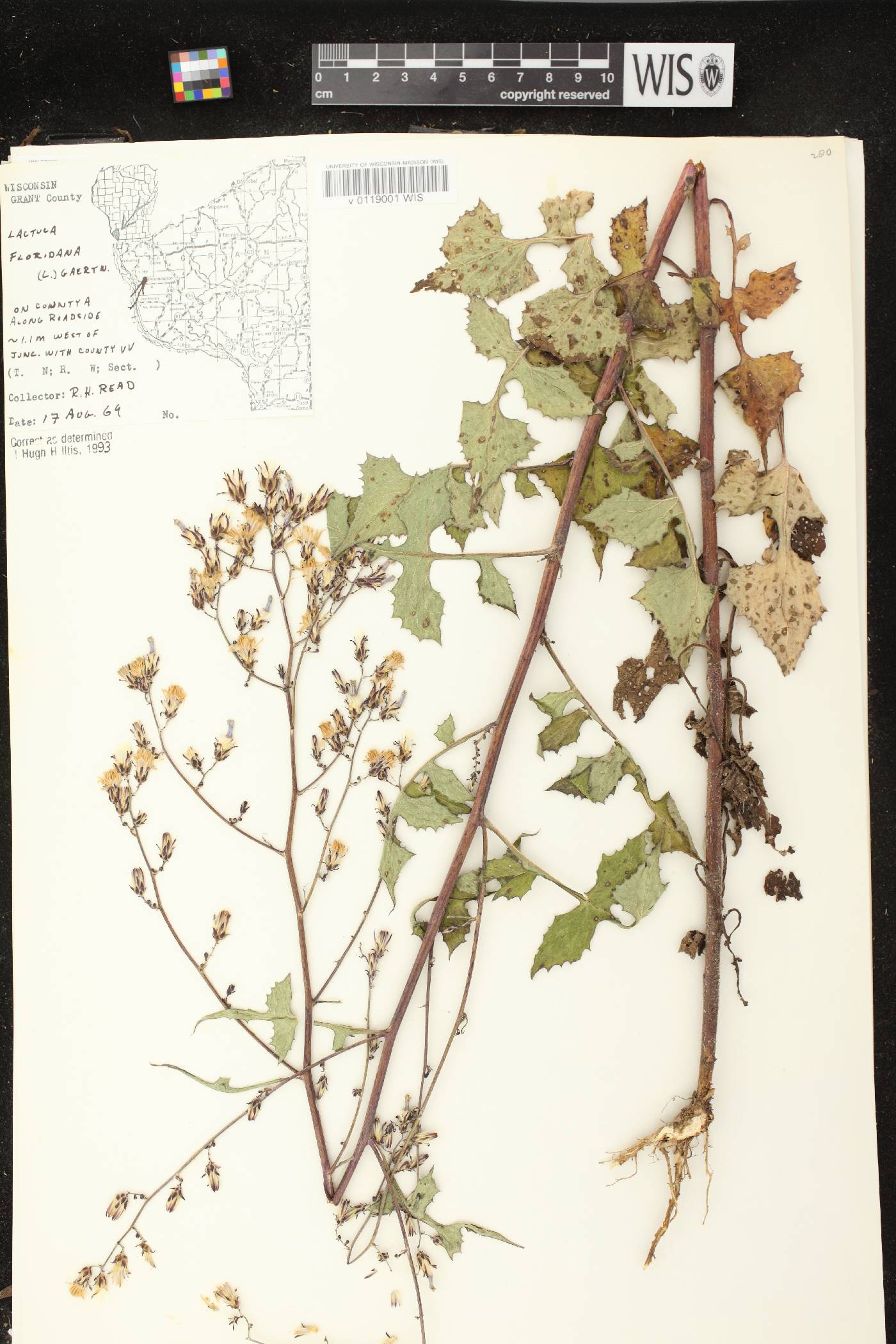 Lactuca floridana image