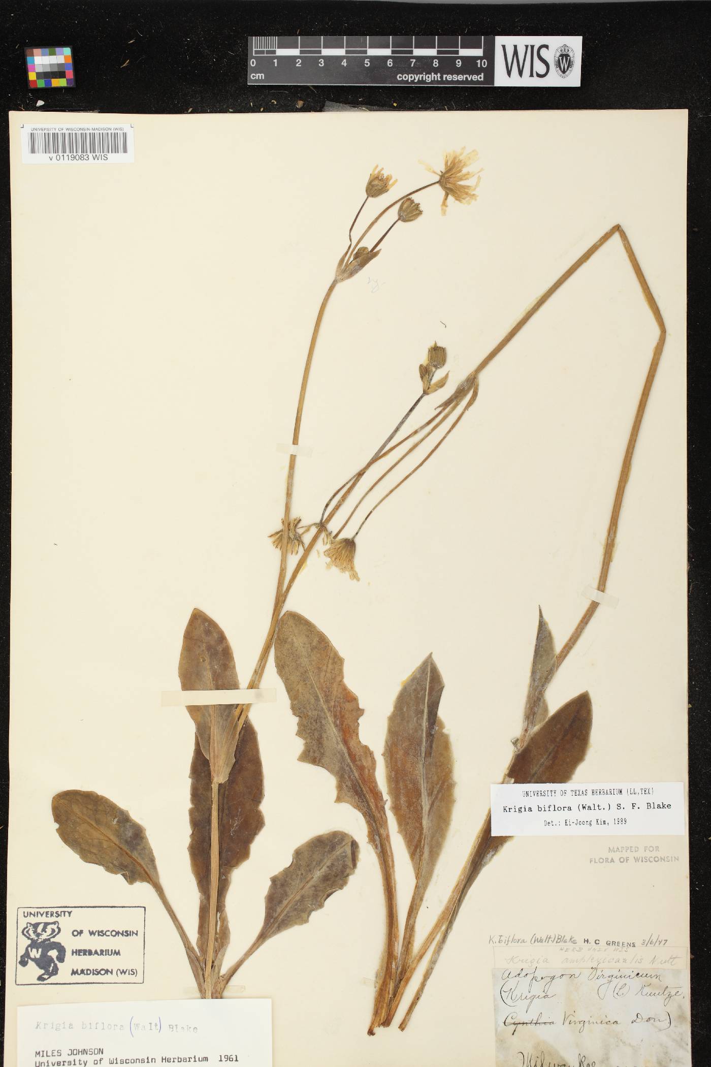 Krigia biflora image
