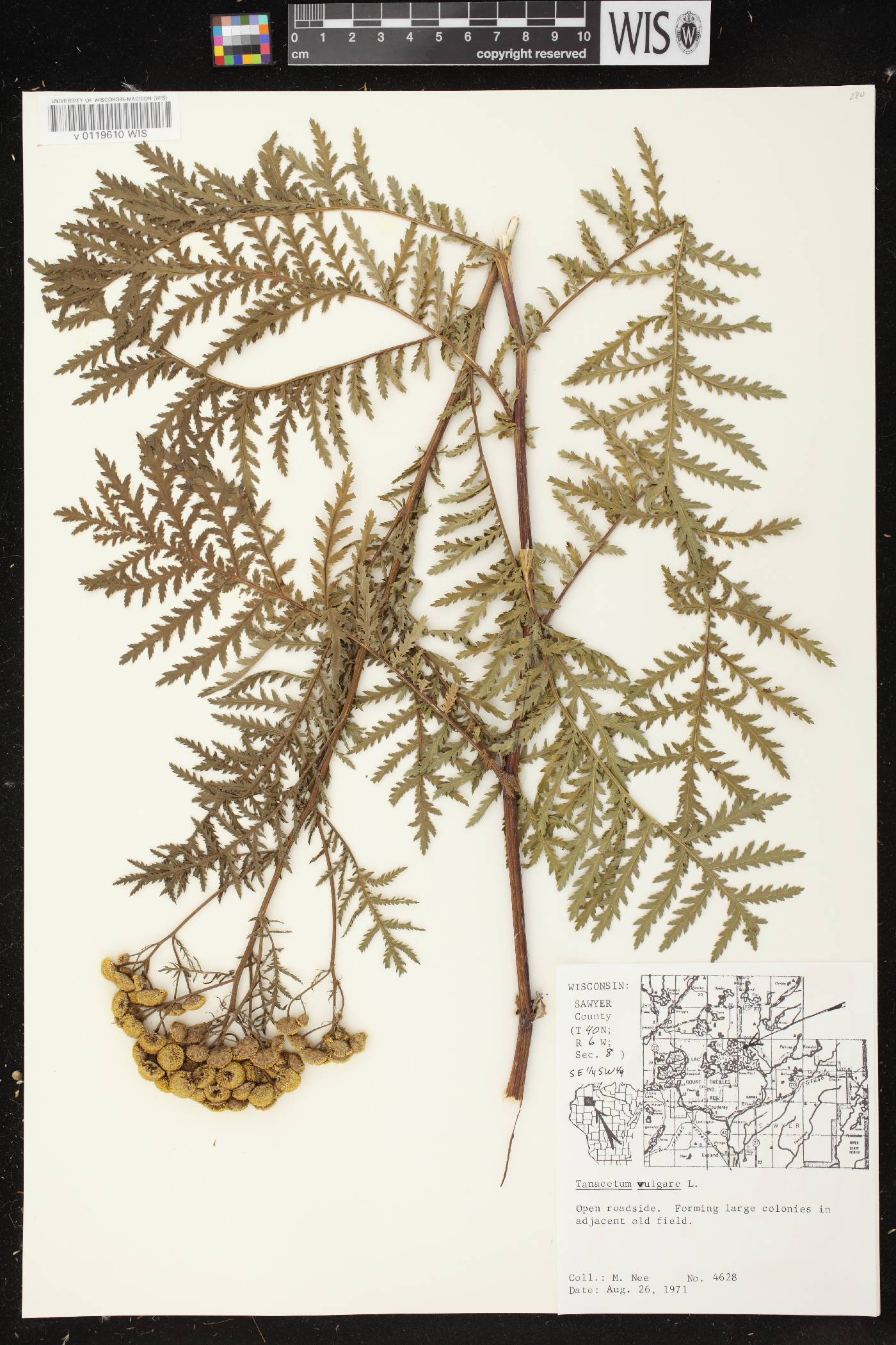 Tanacetum vulgare image