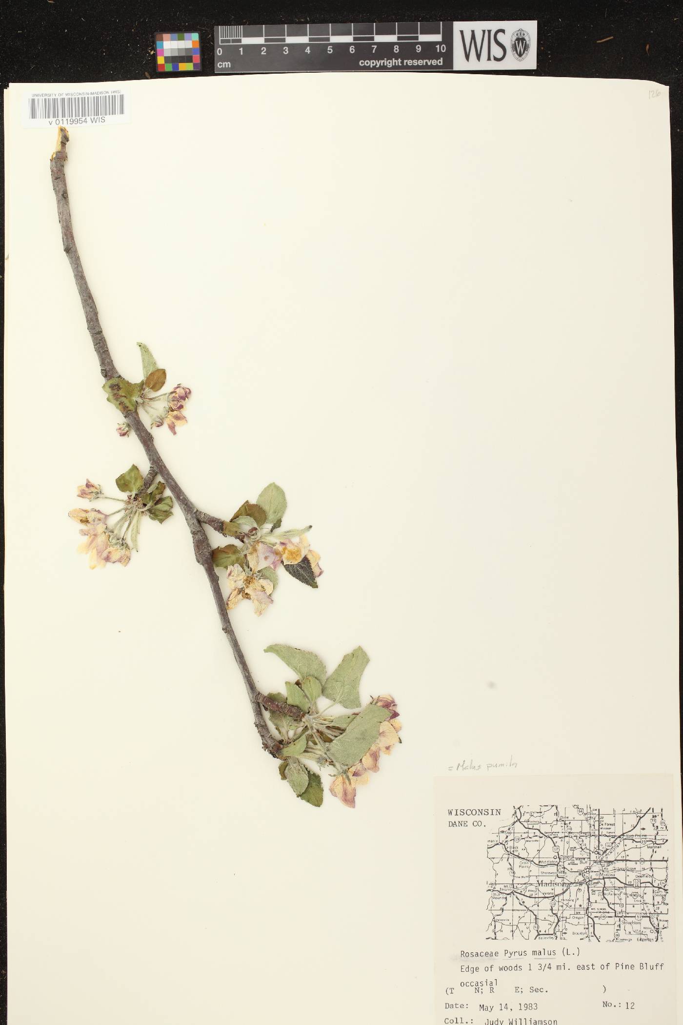 Malus pumila image