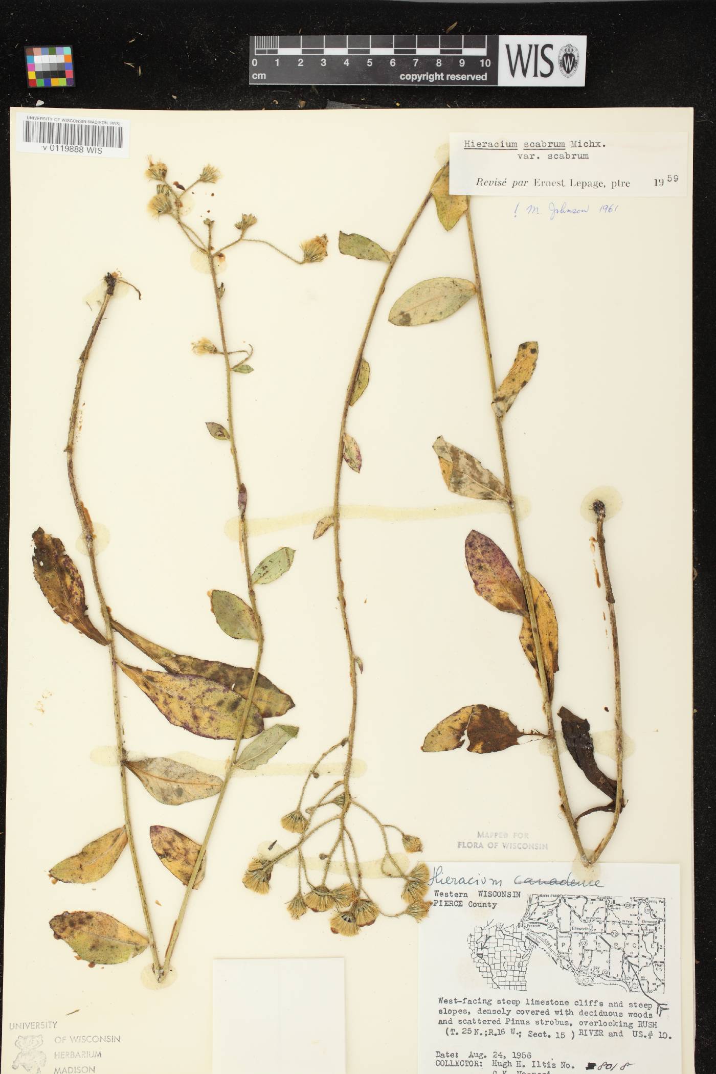 Hieracium scabrum image