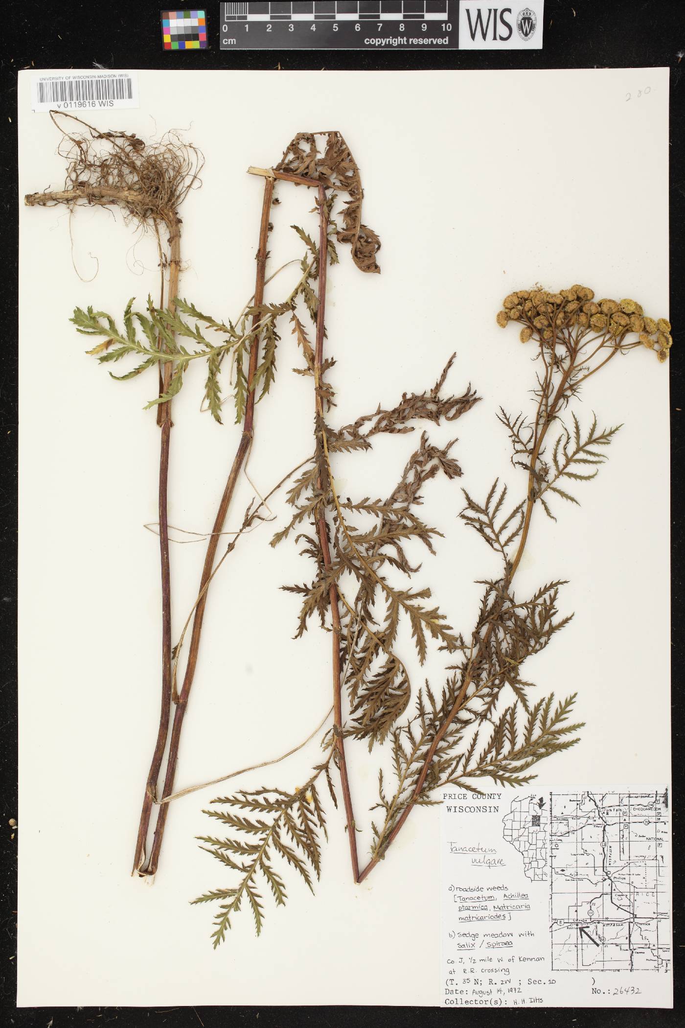 Tanacetum vulgare image