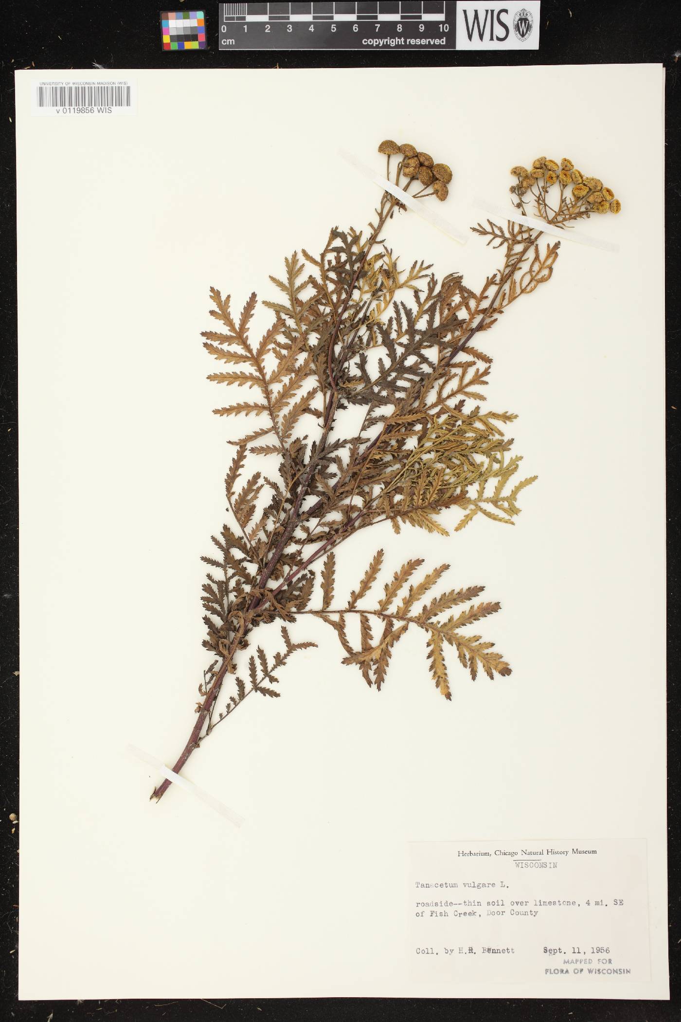 Tanacetum vulgare image