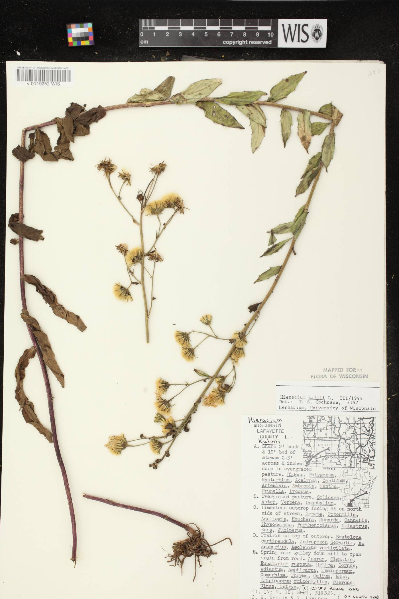 Hieracium umbellatum image