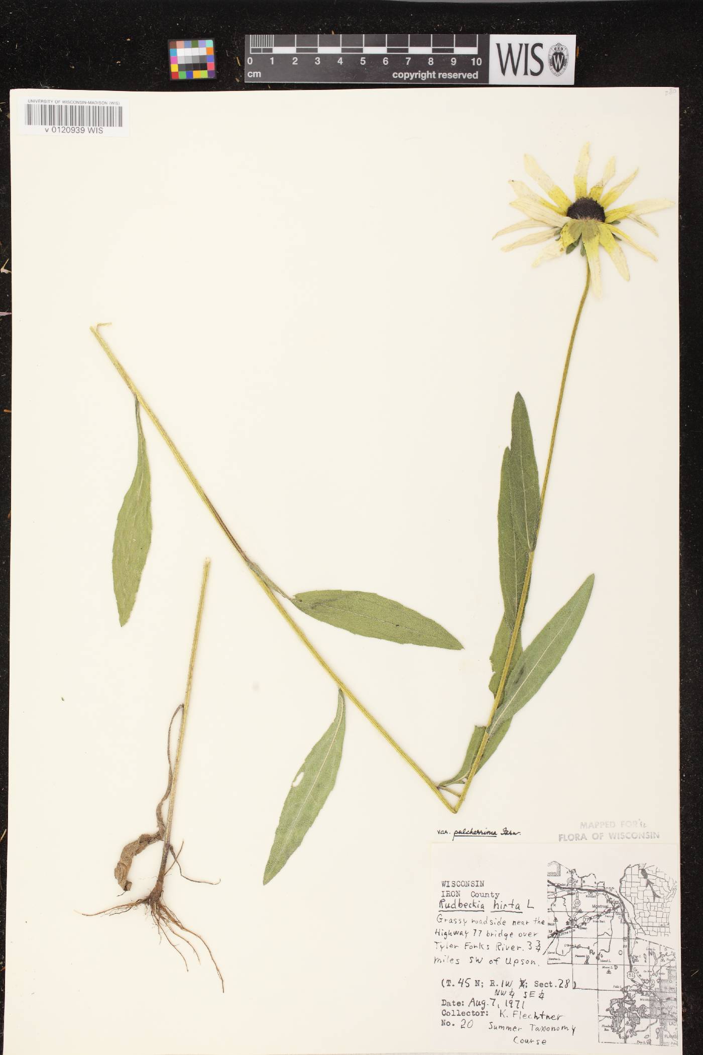 Rudbeckia hirta image