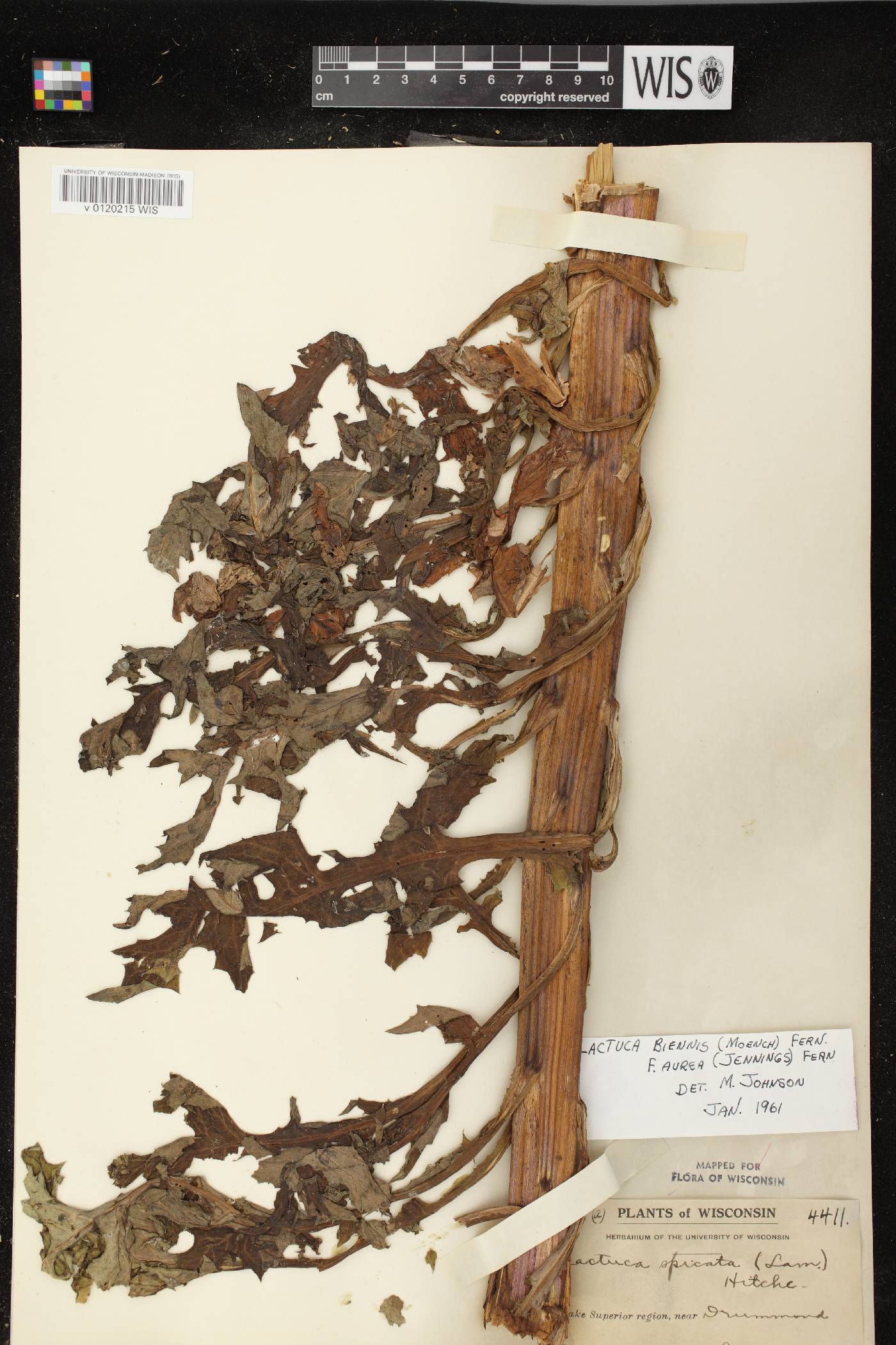 Lactuca biennis image