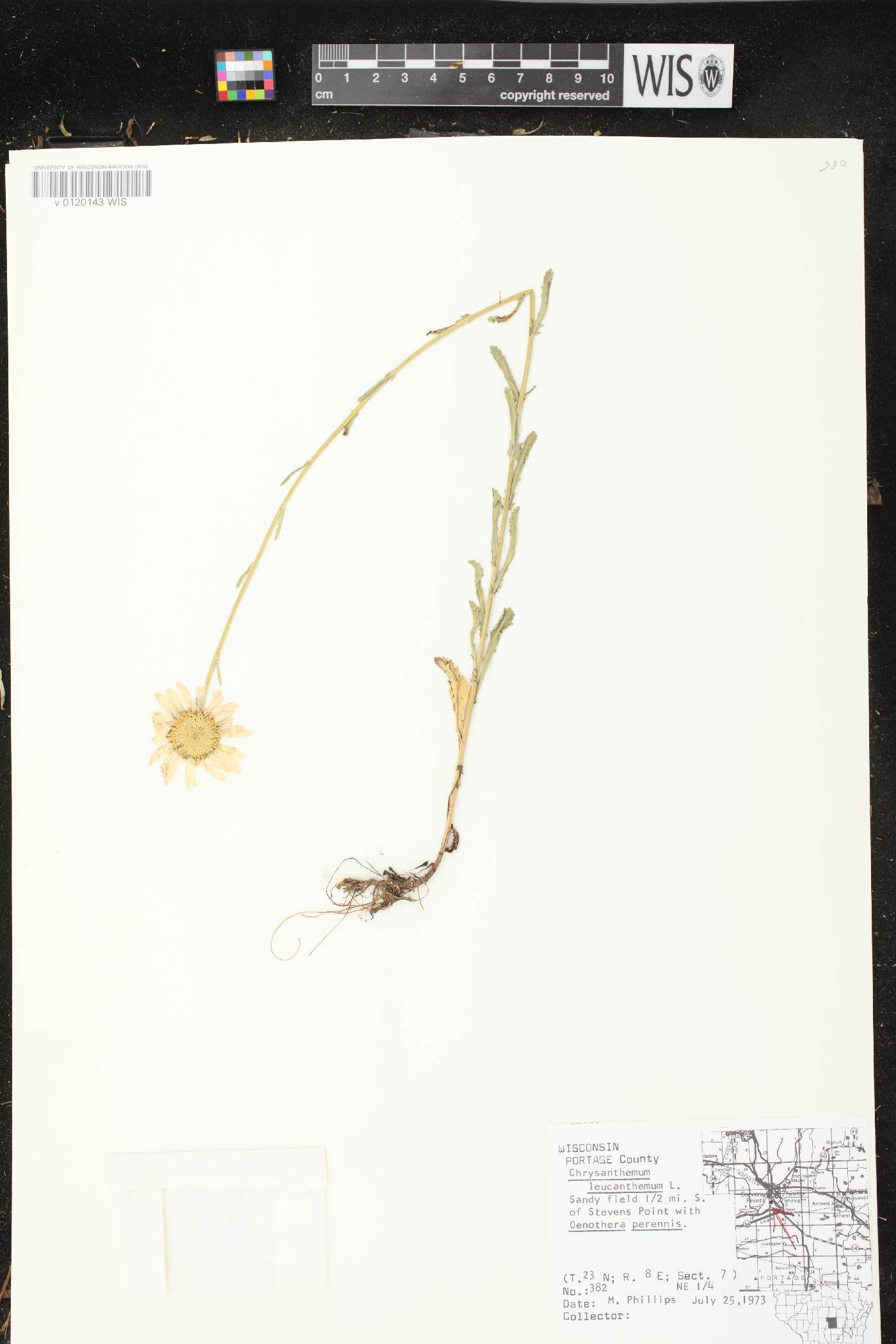 Leucanthemum vulgare image
