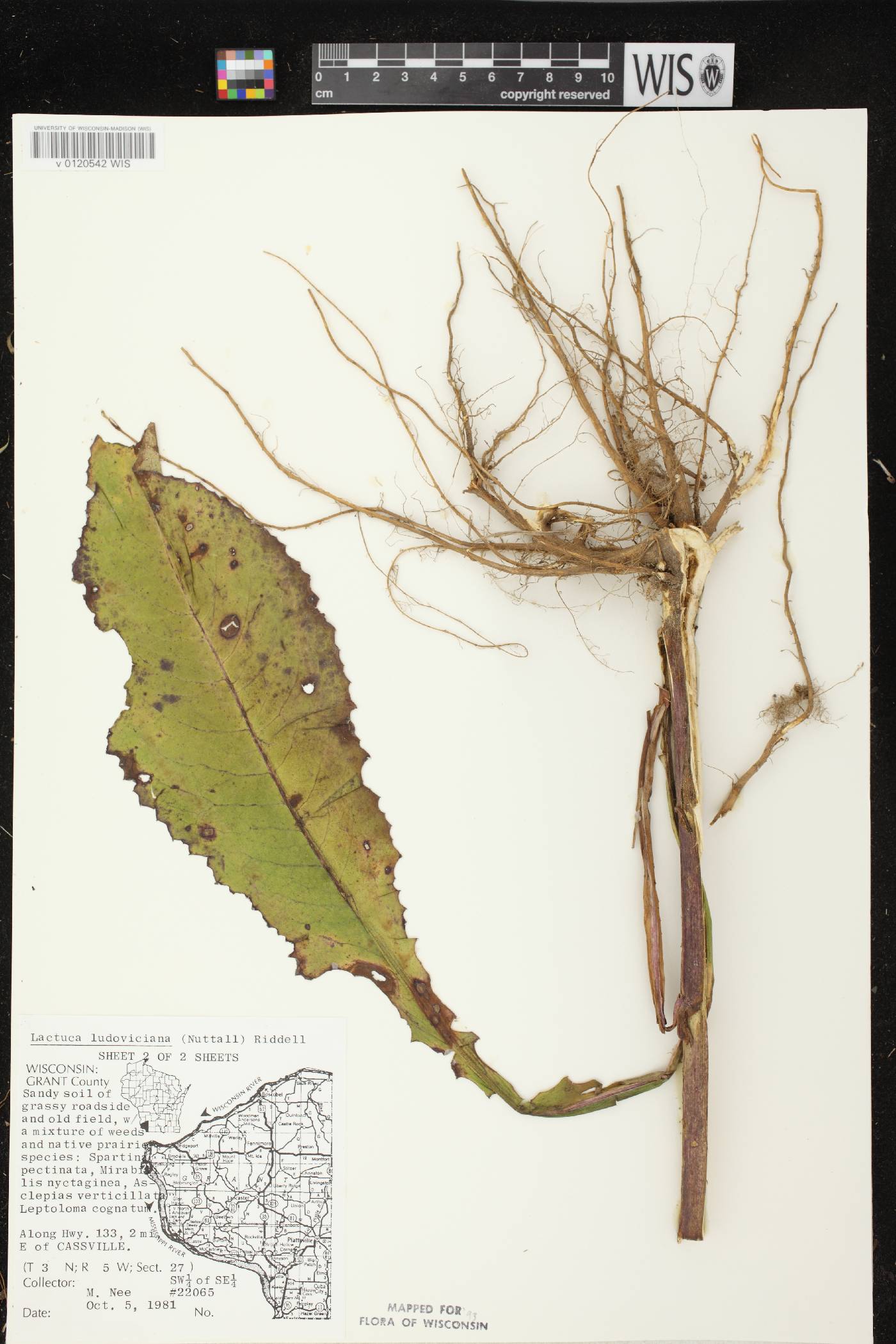 Lactuca ludoviciana image