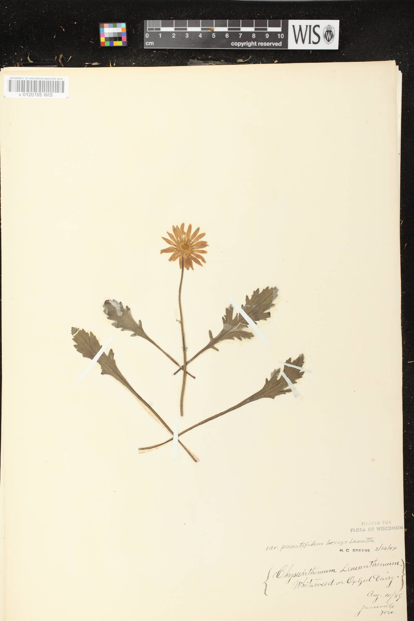 Leucanthemum vulgare image