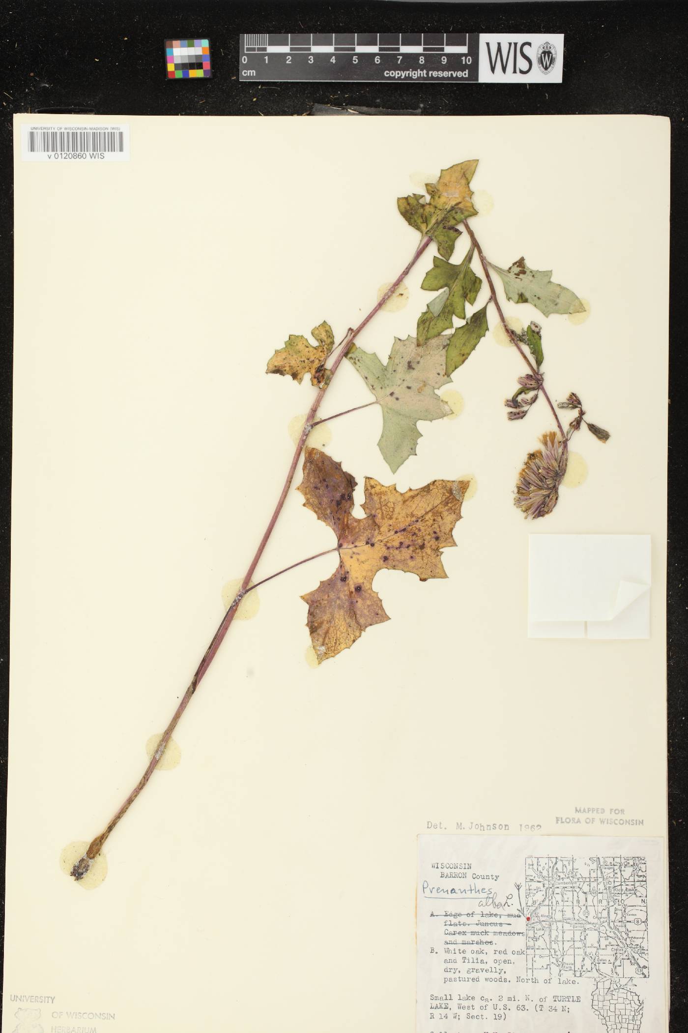 Prenanthes alba image