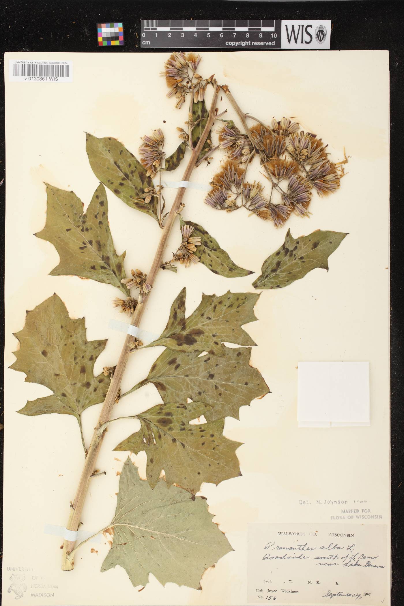 Prenanthes alba image