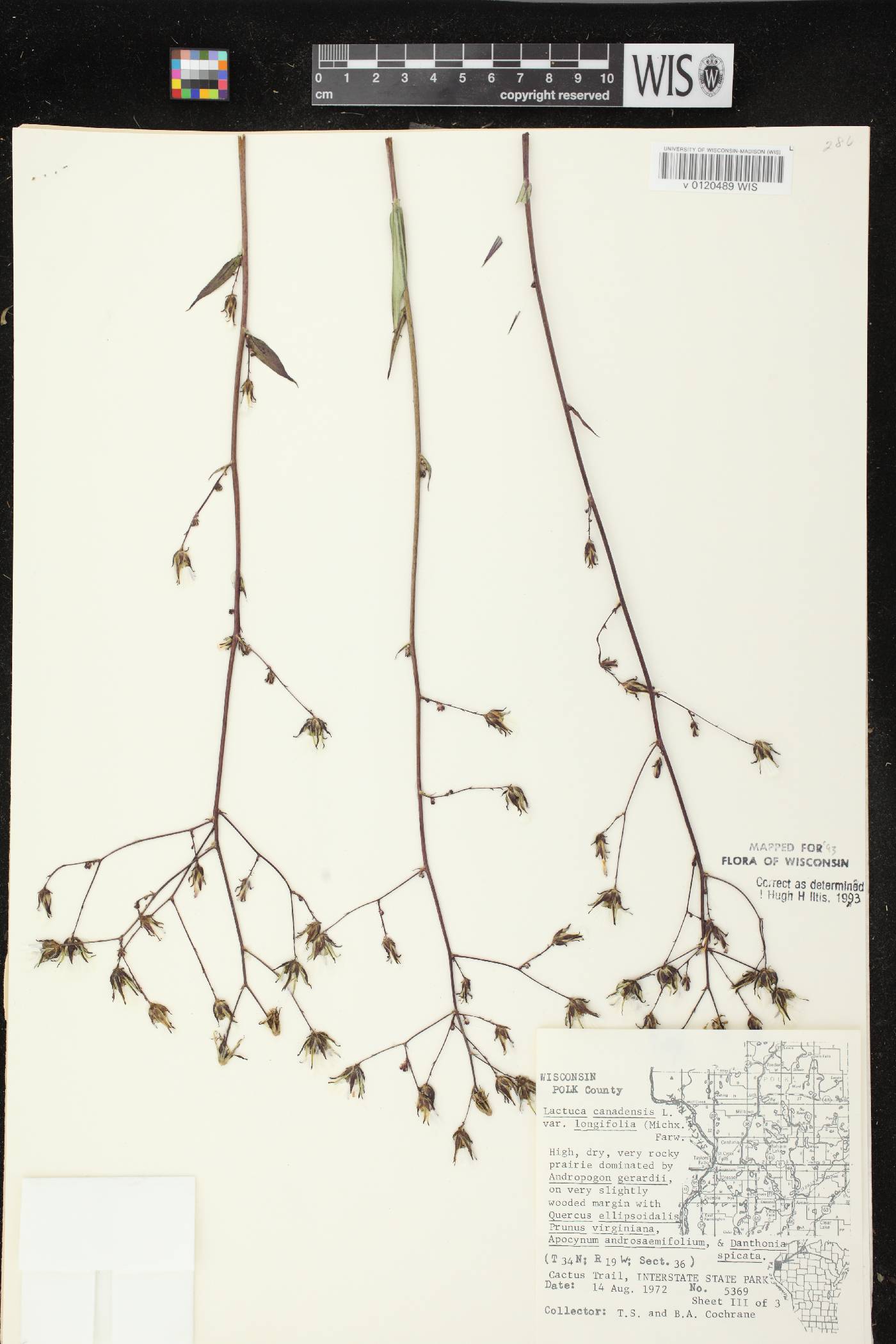 Lactuca canadensis image