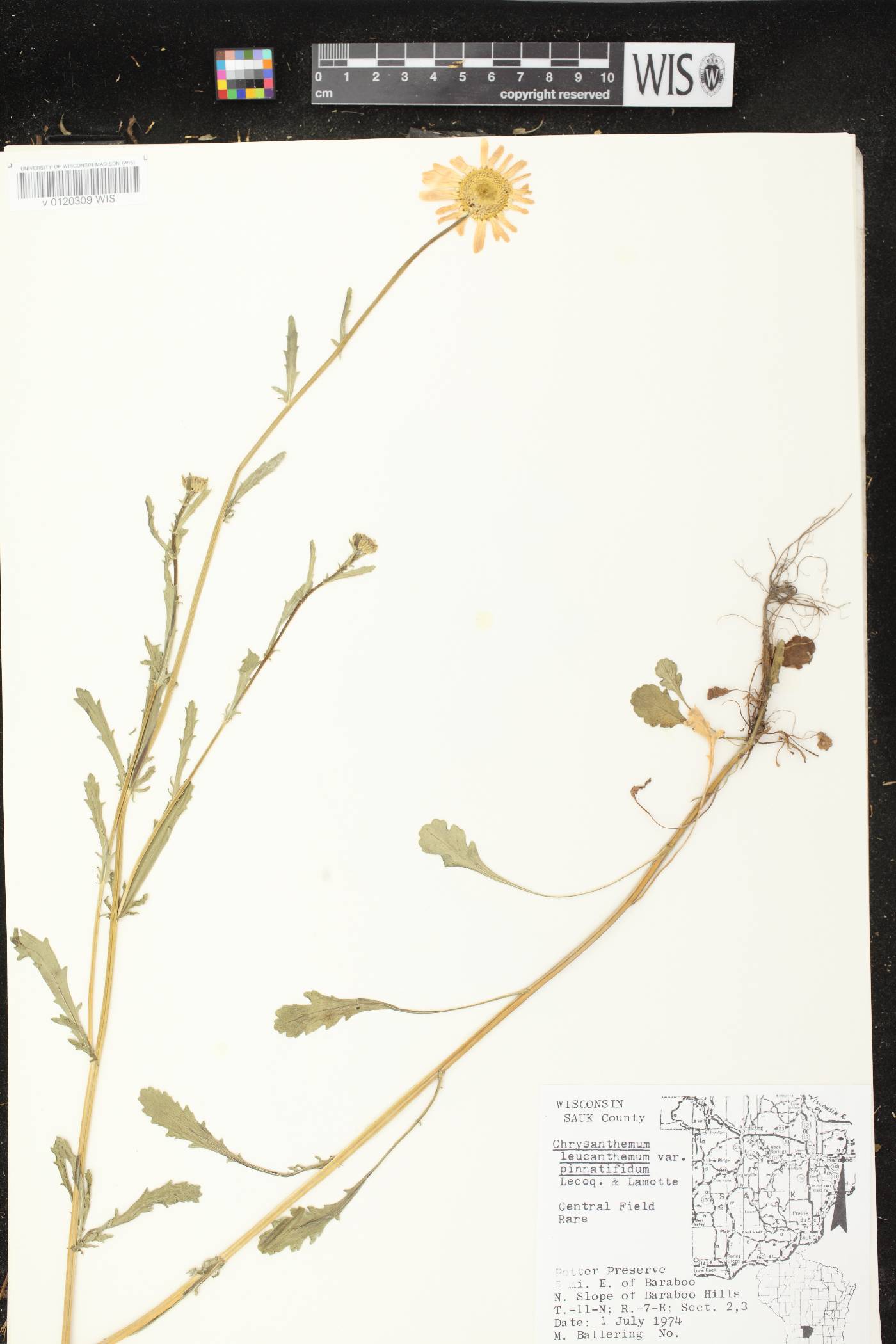 Leucanthemum vulgare image