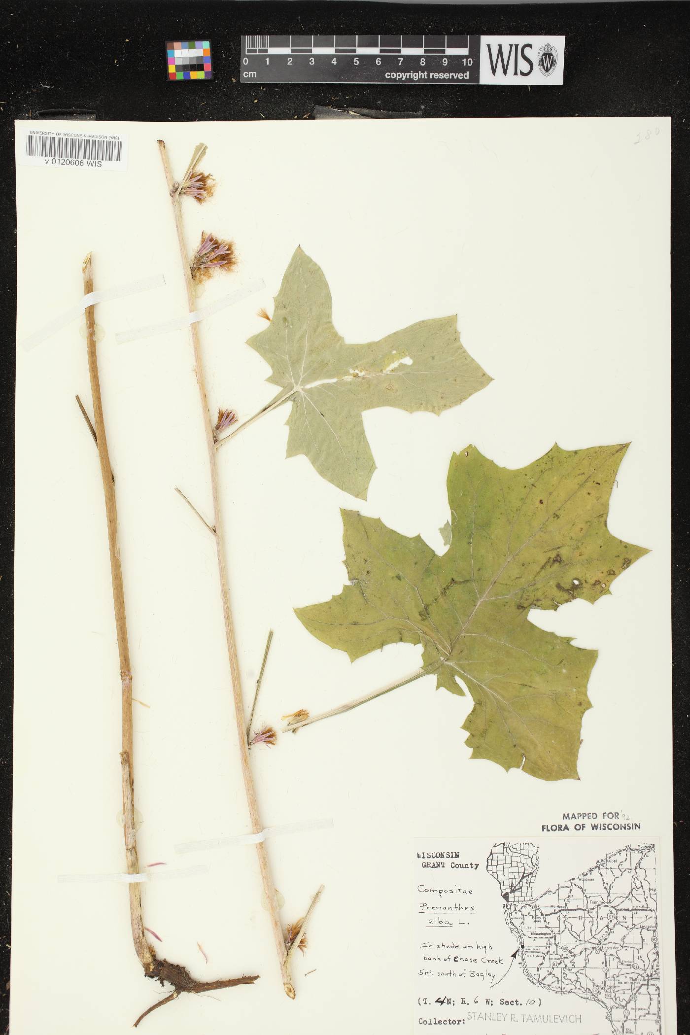 Prenanthes alba image