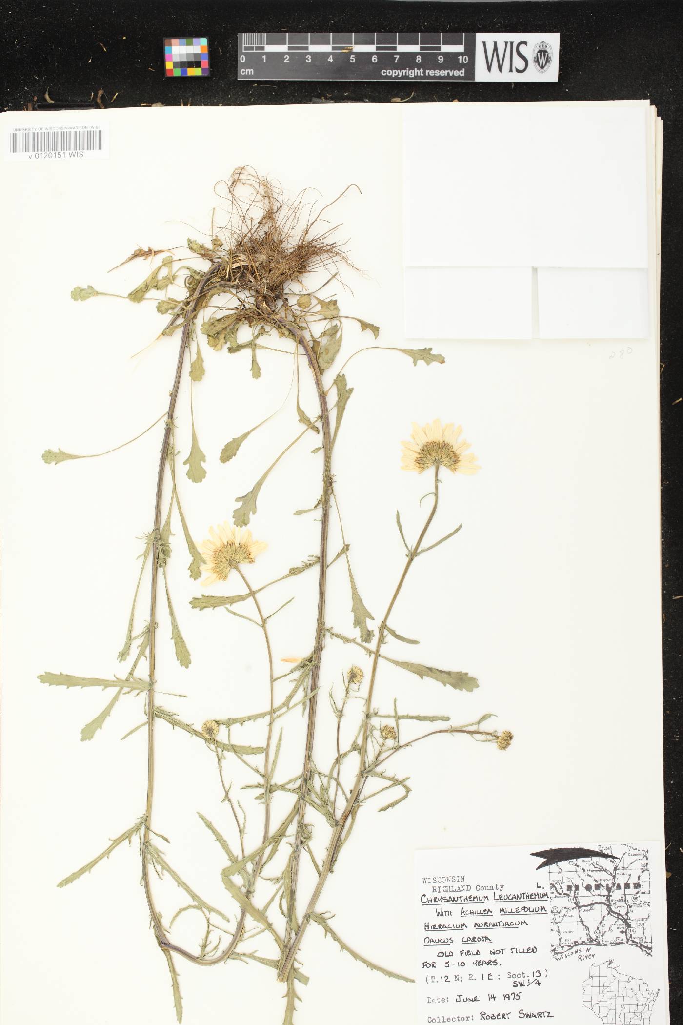 Leucanthemum vulgare image