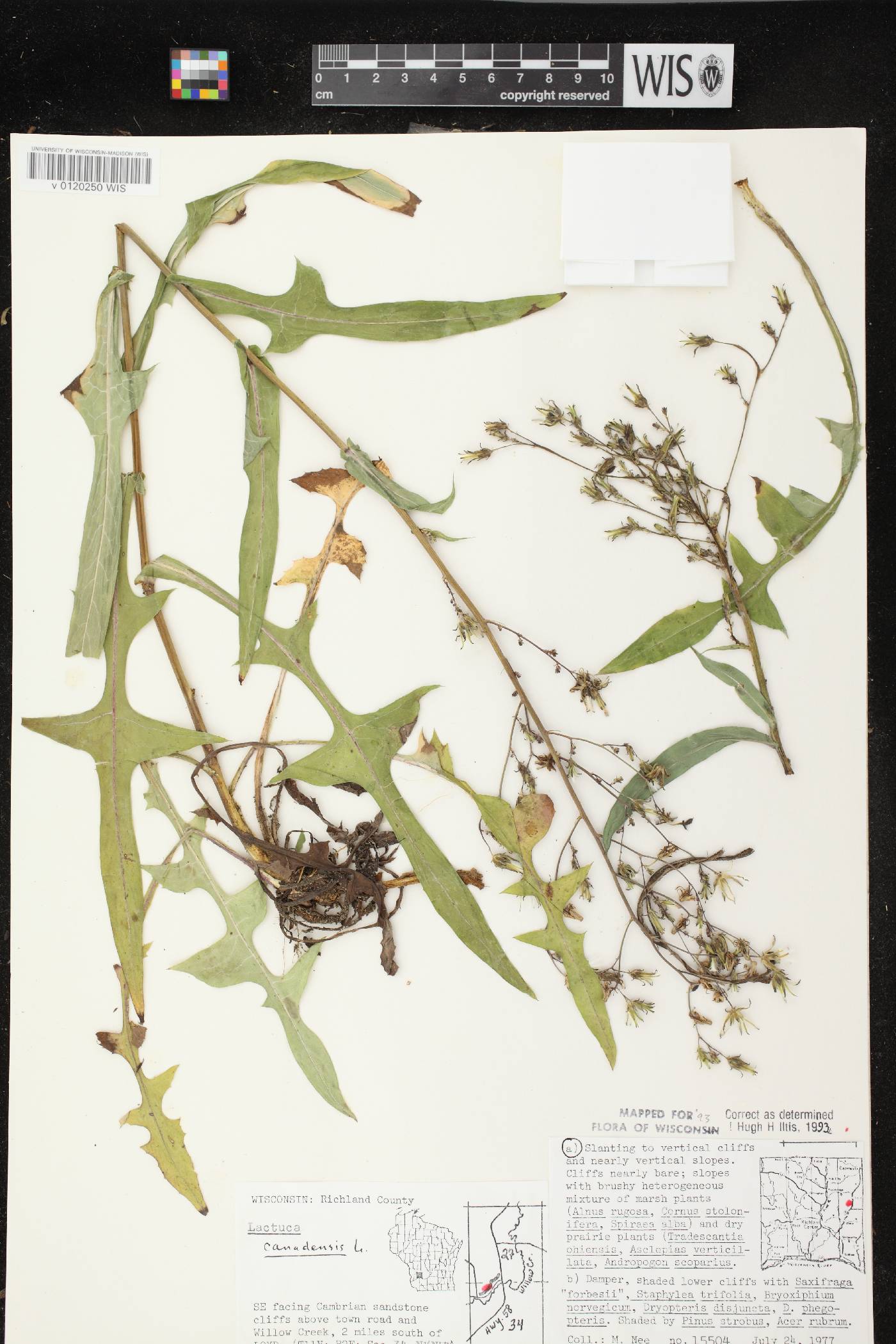 Lactuca canadensis image