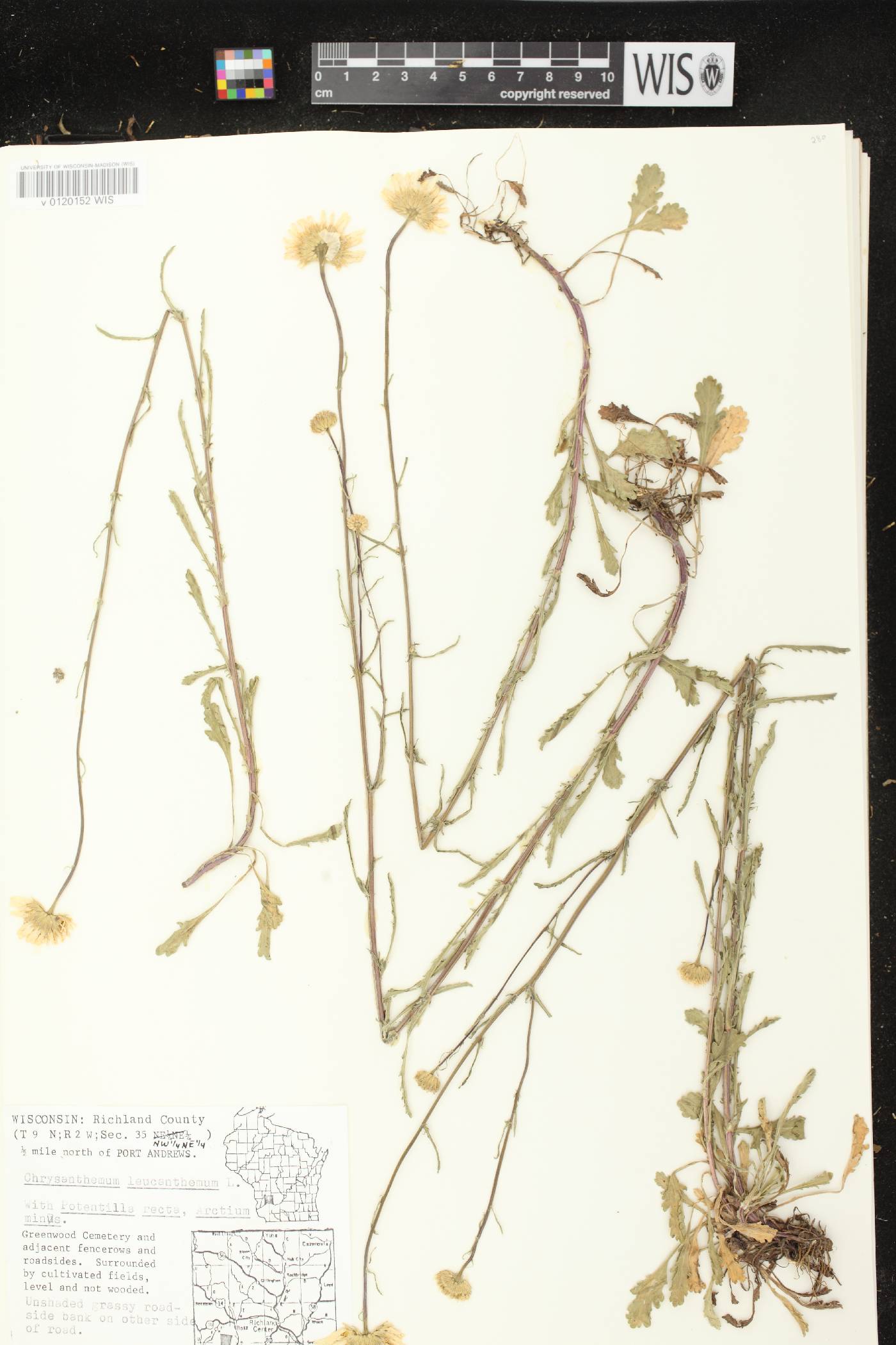 Leucanthemum vulgare image