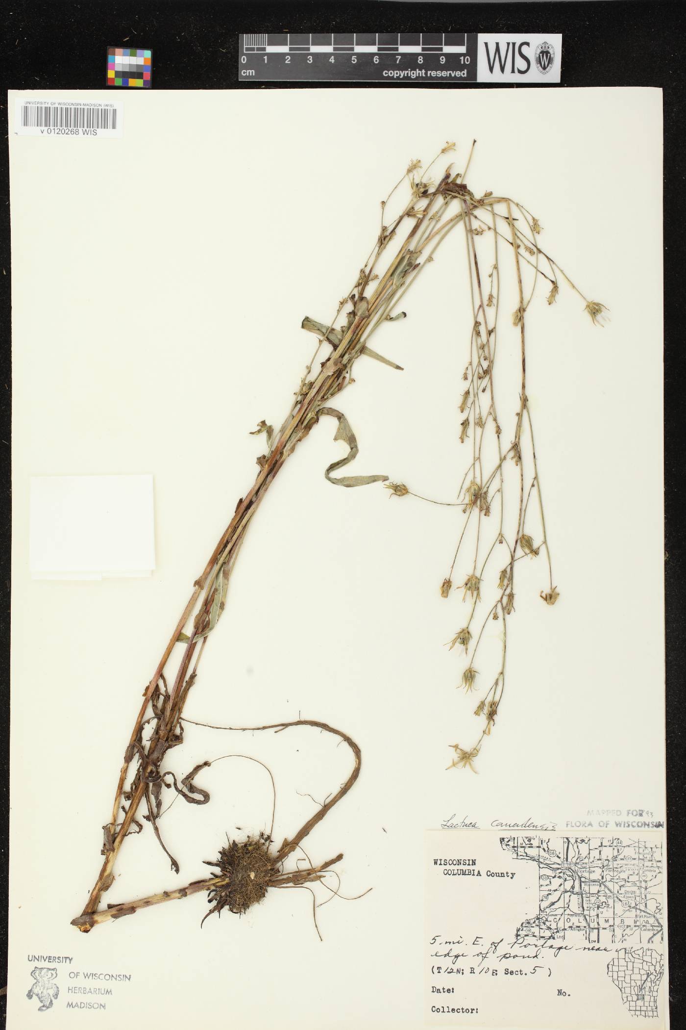 Lactuca canadensis image