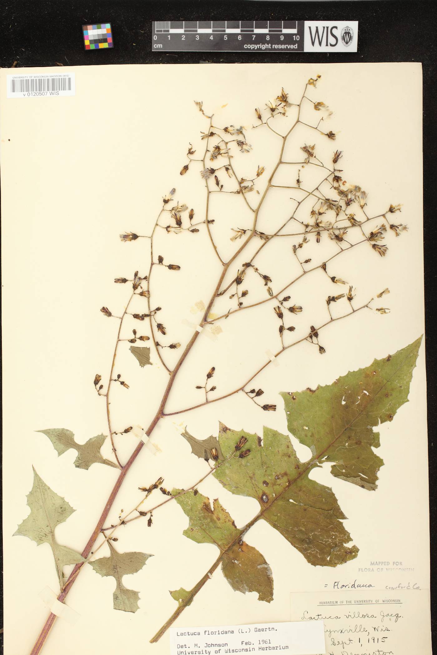 Lactuca floridana image