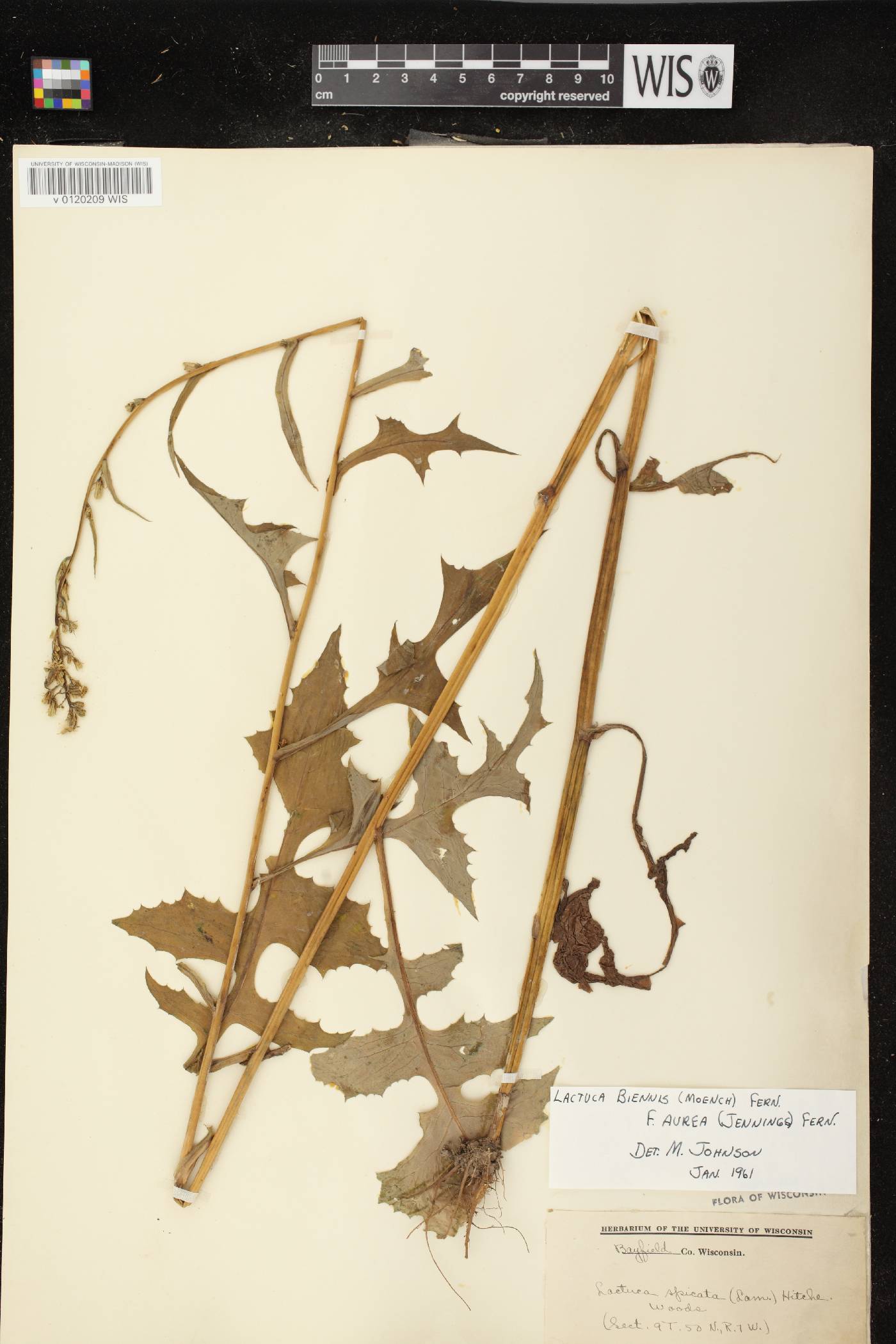 Lactuca biennis image
