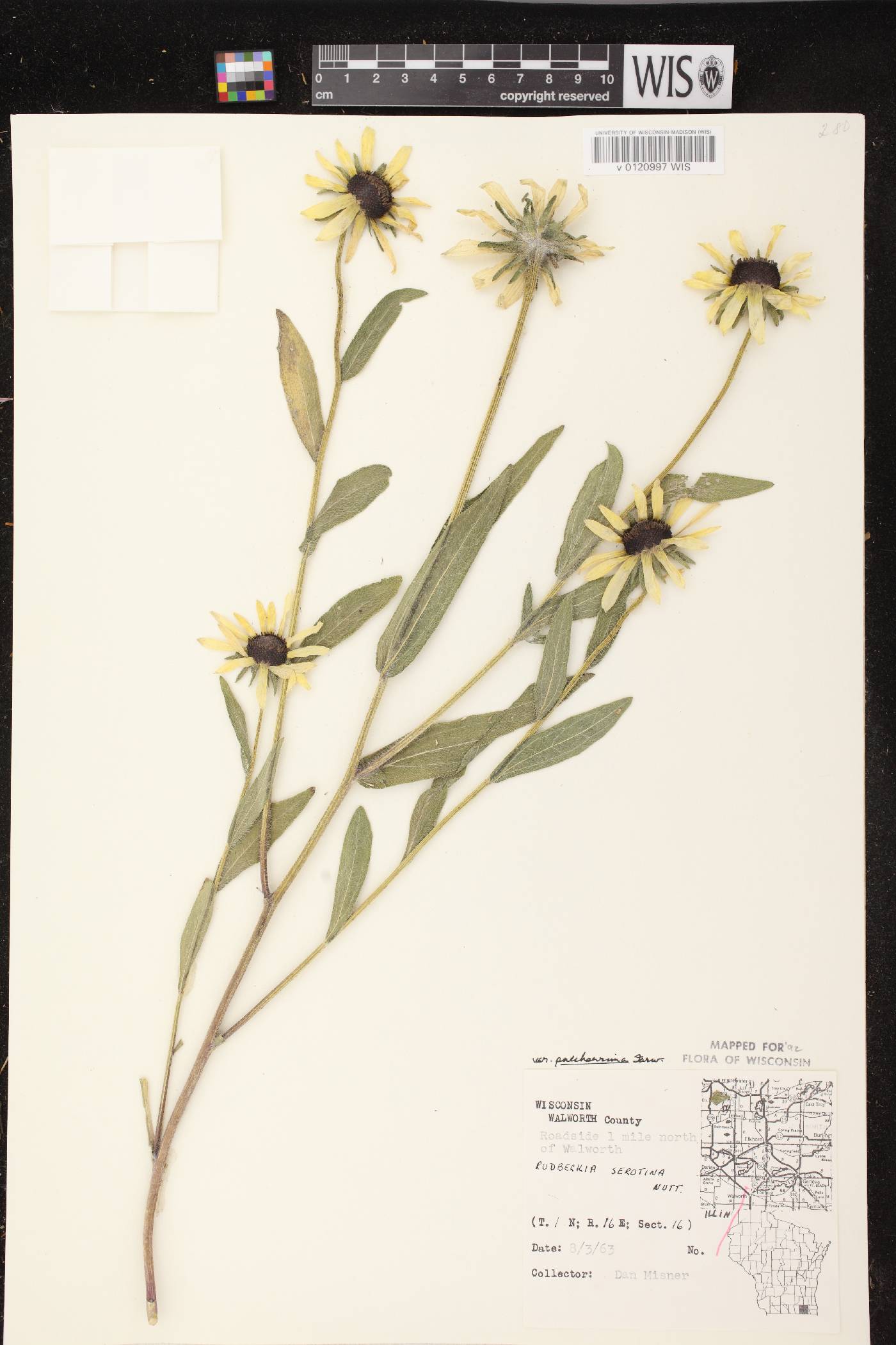 Rudbeckia hirta image